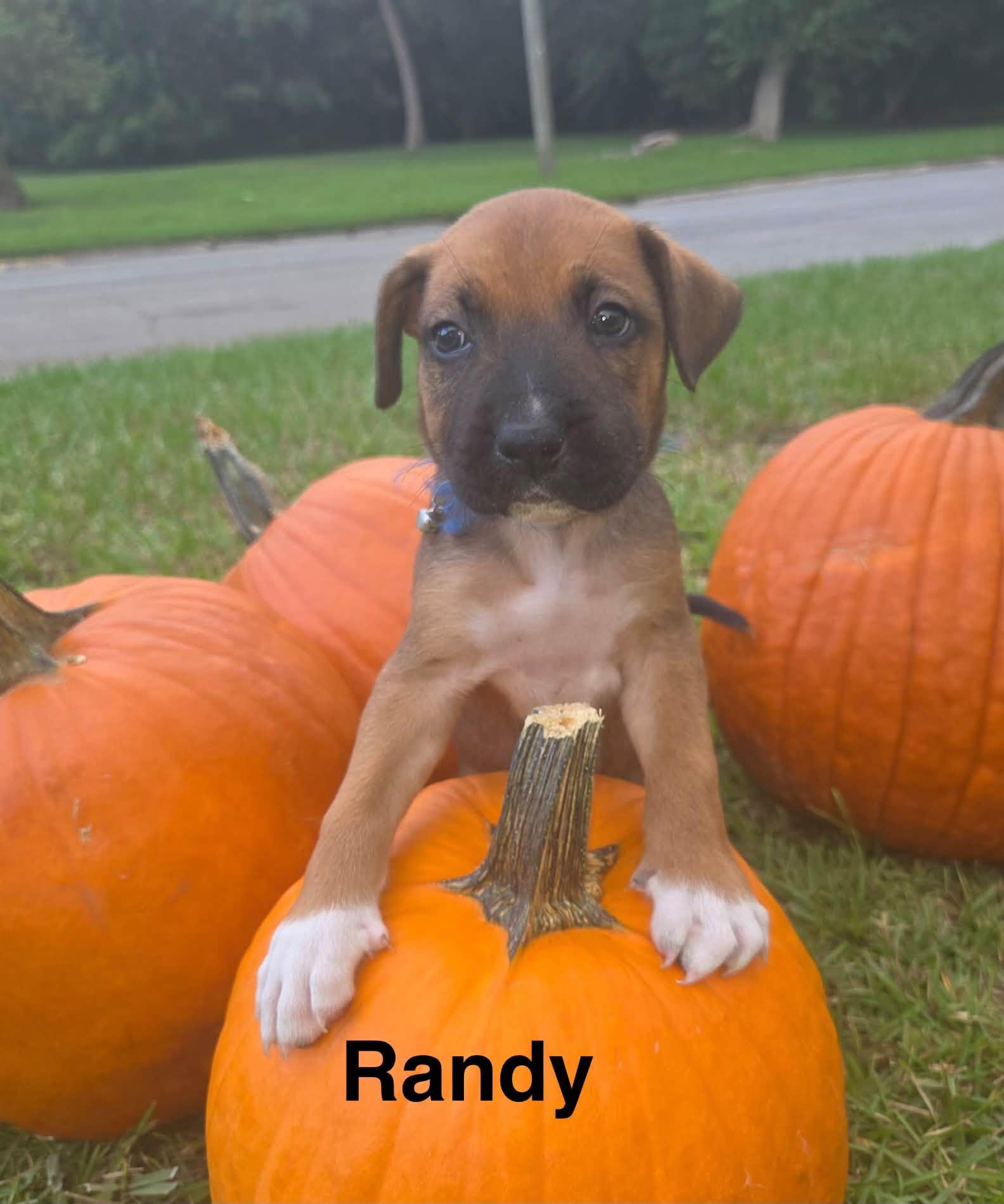 Enlarge Randy, a Adopted mixed breed in Navarre, FL image 2/2