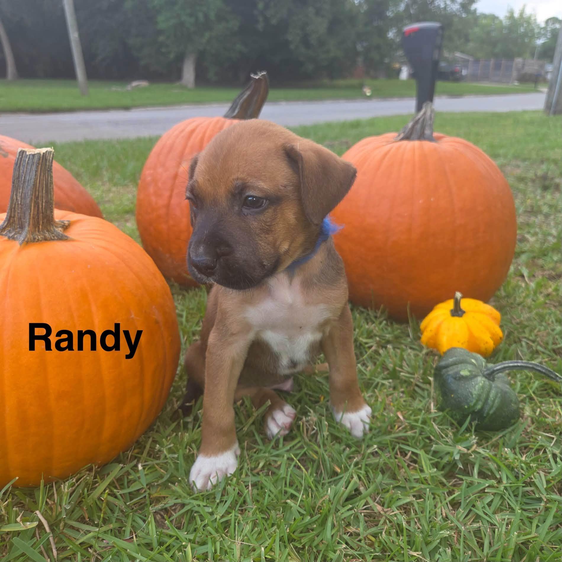 Randy, Adopted, Puppy Male Boxer.