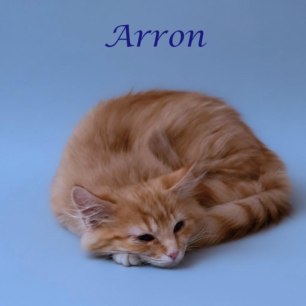Enlarge Arron C25-337, a Adoptable Domestic Medium Hair in Lebanon, TN image 1/4