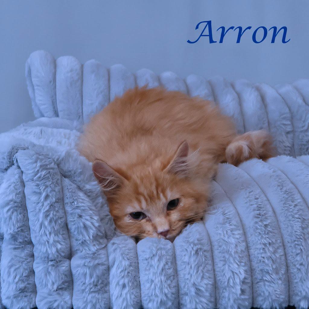 Enlarge Arron C25-337, a Adoptable Domestic Medium Hair in Lebanon, TN image 2/4