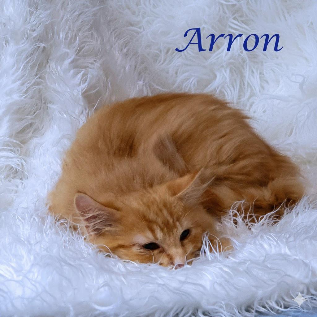 Enlarge Arron C25-337, a Adoptable Domestic Medium Hair in Lebanon, TN image 3/4