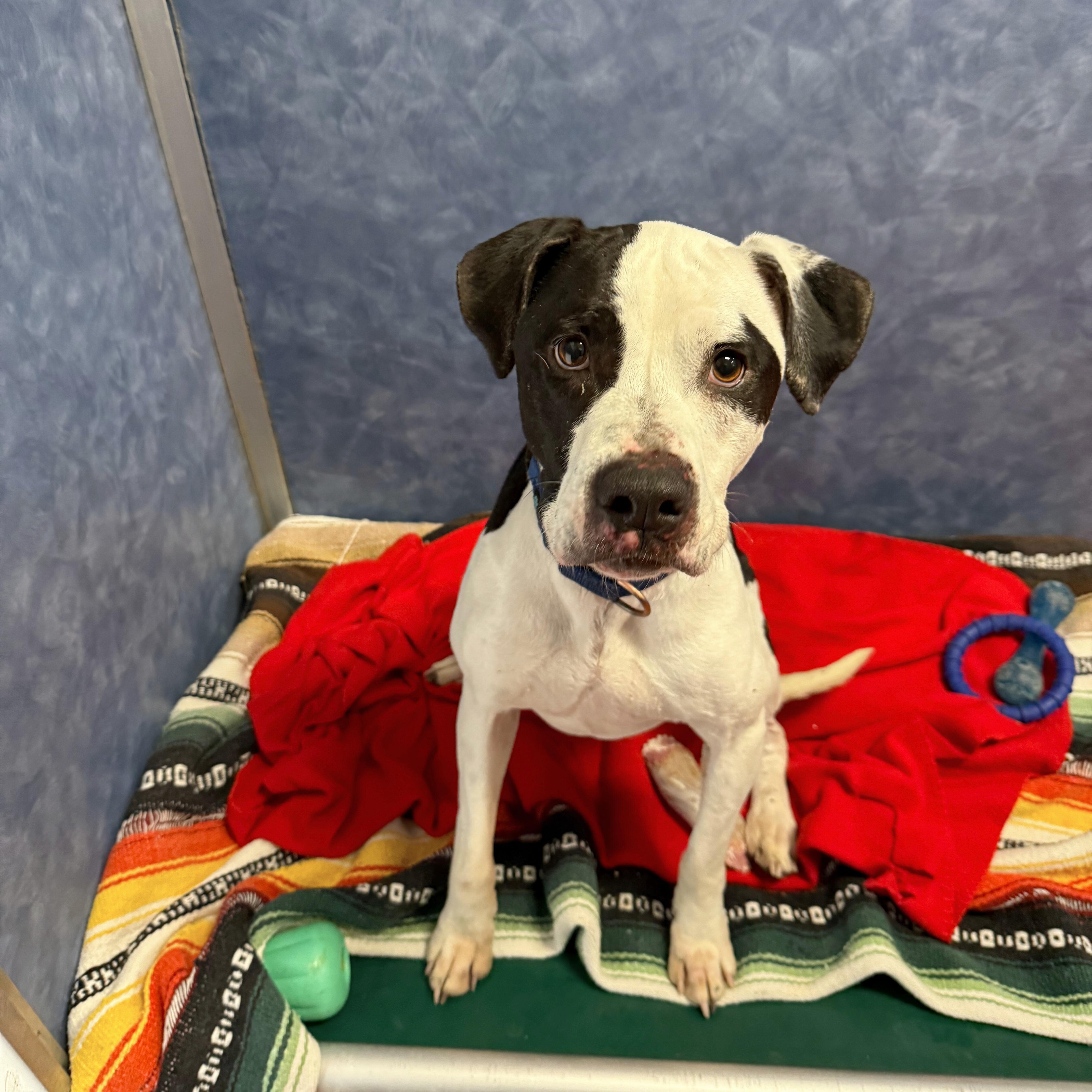 Enlarge Bella , a ADOPTABLE Mixed Breed in Ridgway, CO image 3/3