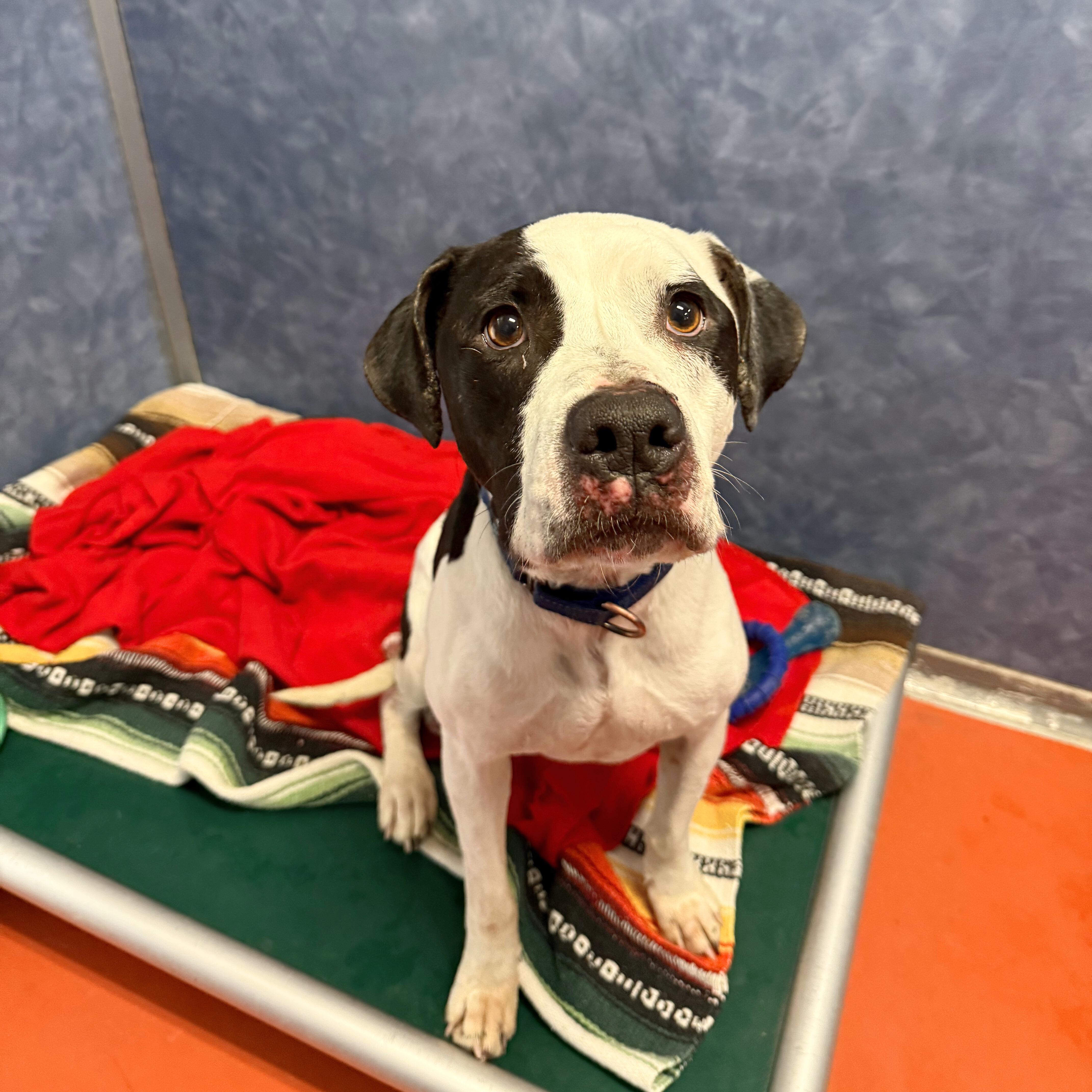 Enlarge Bella , a ADOPTABLE Mixed Breed in Ridgway, CO image 2/3