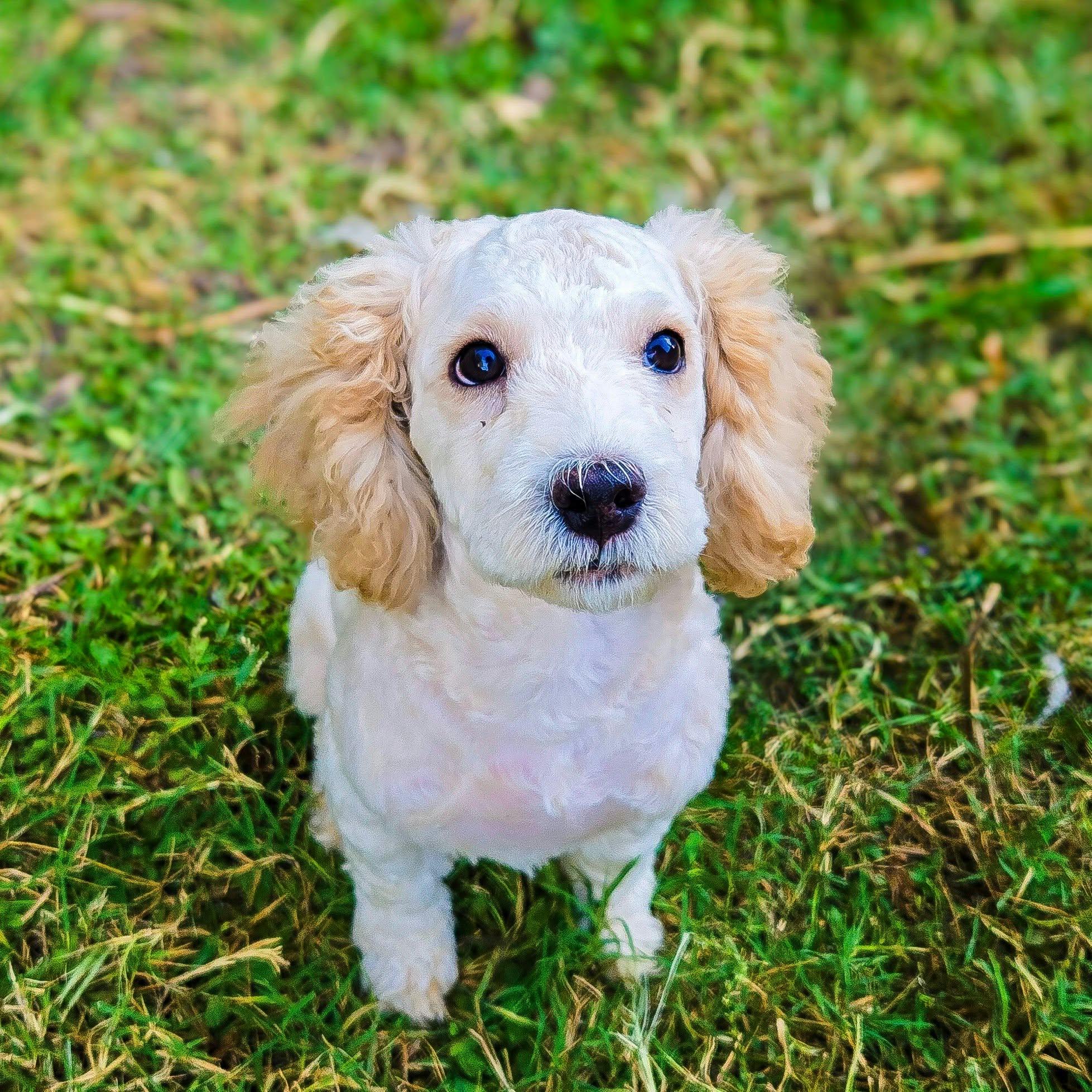 Tod, Adoptable, Puppy Male Poodle.