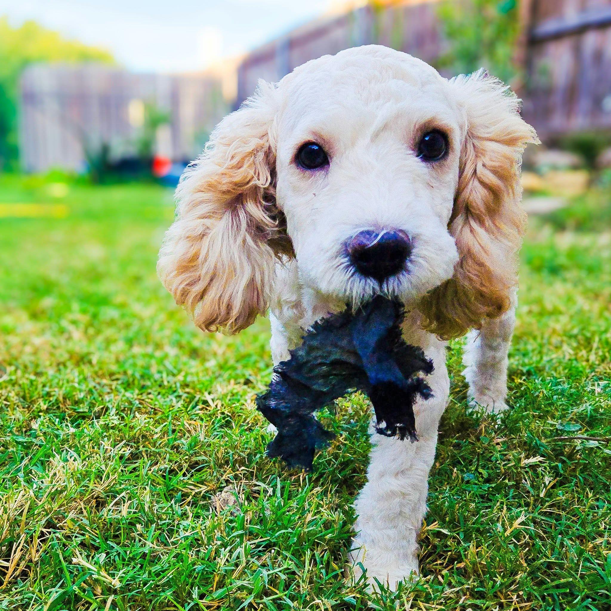 Enlarge Tod, a Adoptable Poodle in Houston, TX image 2/6