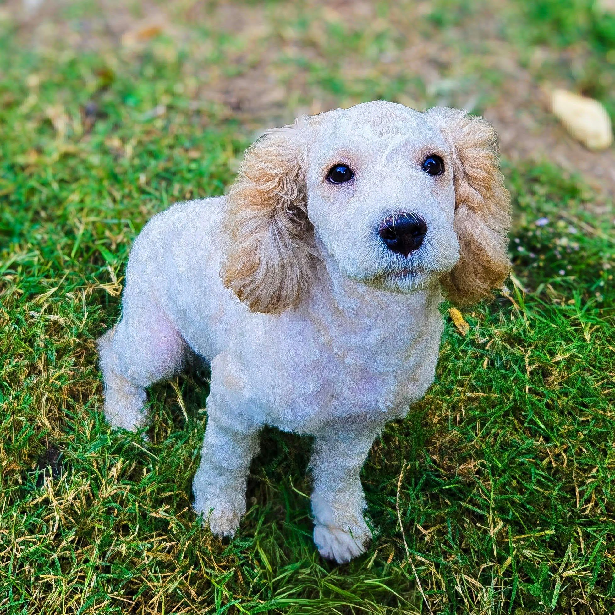 Enlarge Tod, a Adoptable Poodle in Houston, TX image 3/6