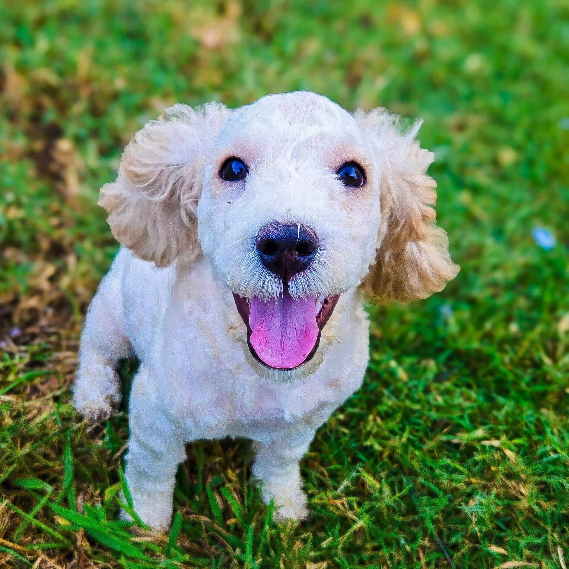 Enlarge Tod, a Adoptable Poodle in Houston, TX image 4/6