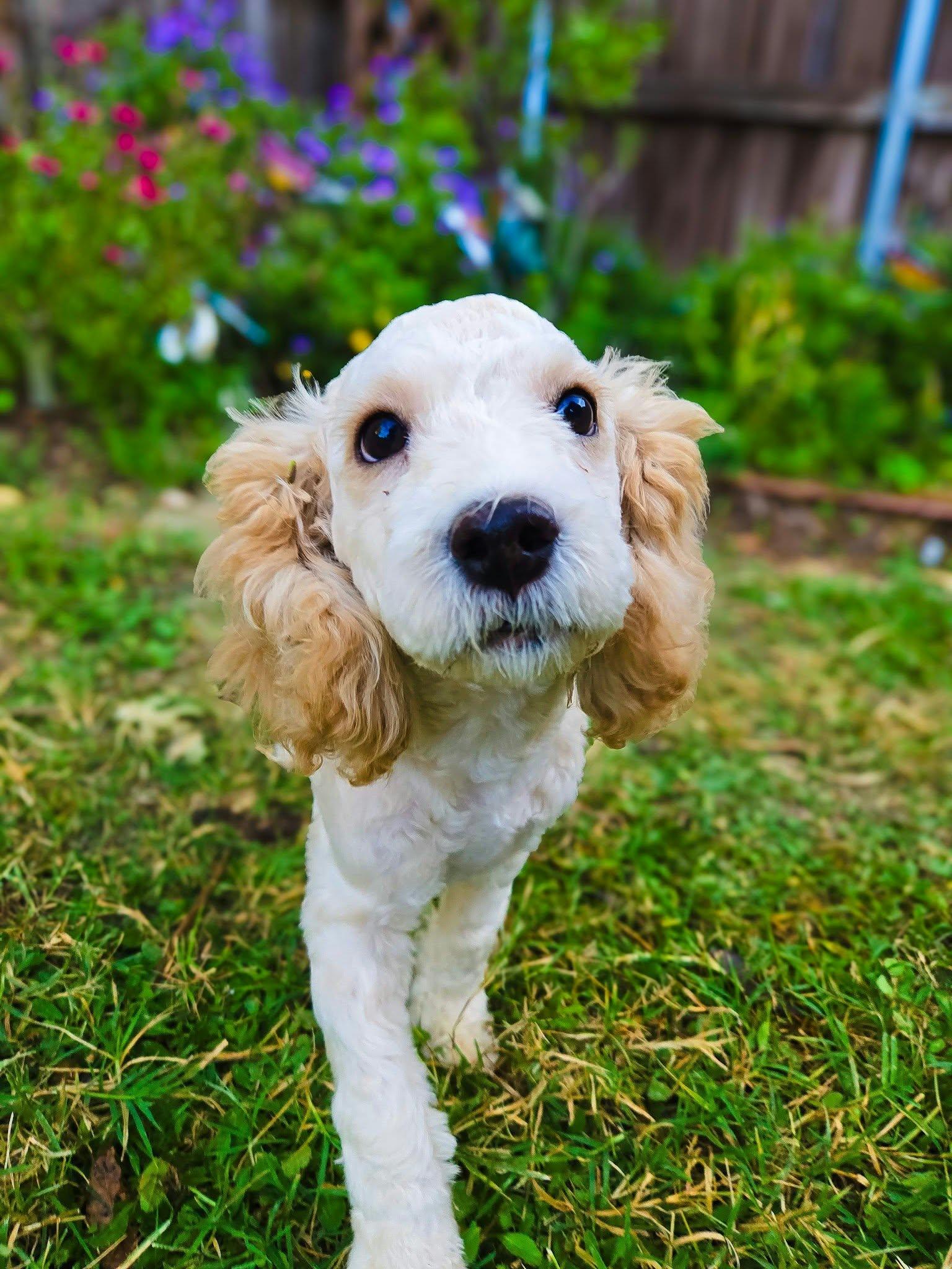 Enlarge Tod, a Adoptable Poodle in Houston, TX image 5/6