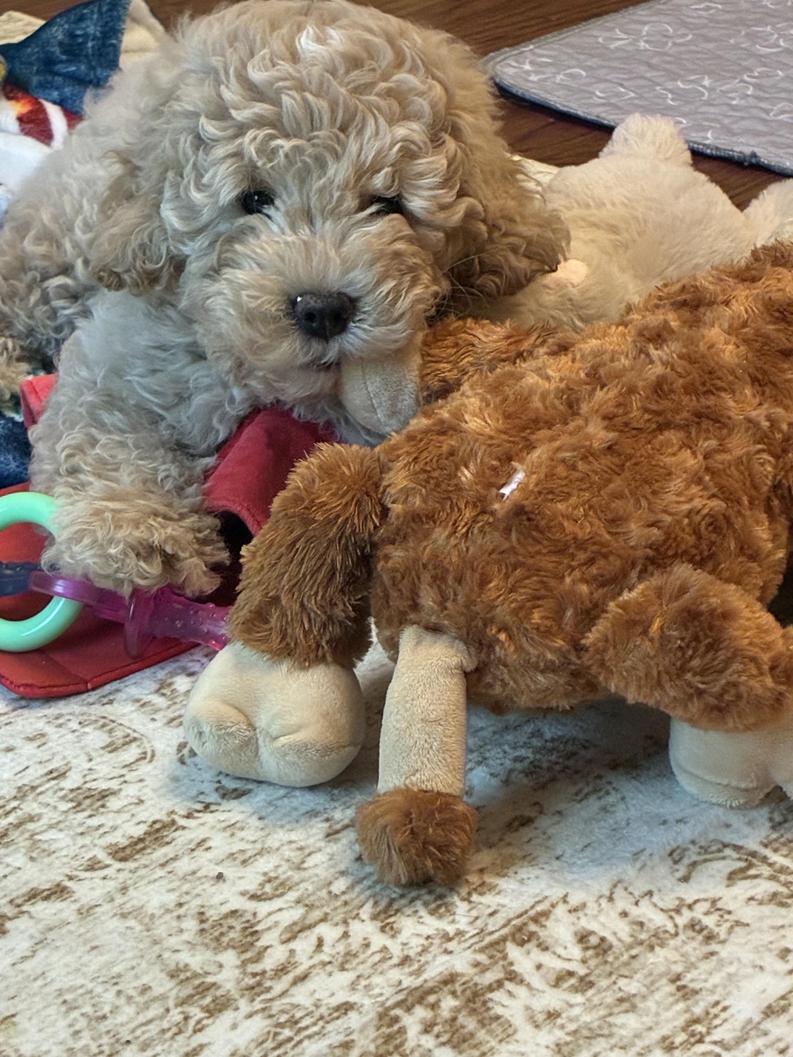 Enlarge Tod, a Adoptable Poodle in Houston, TX image 6/6
