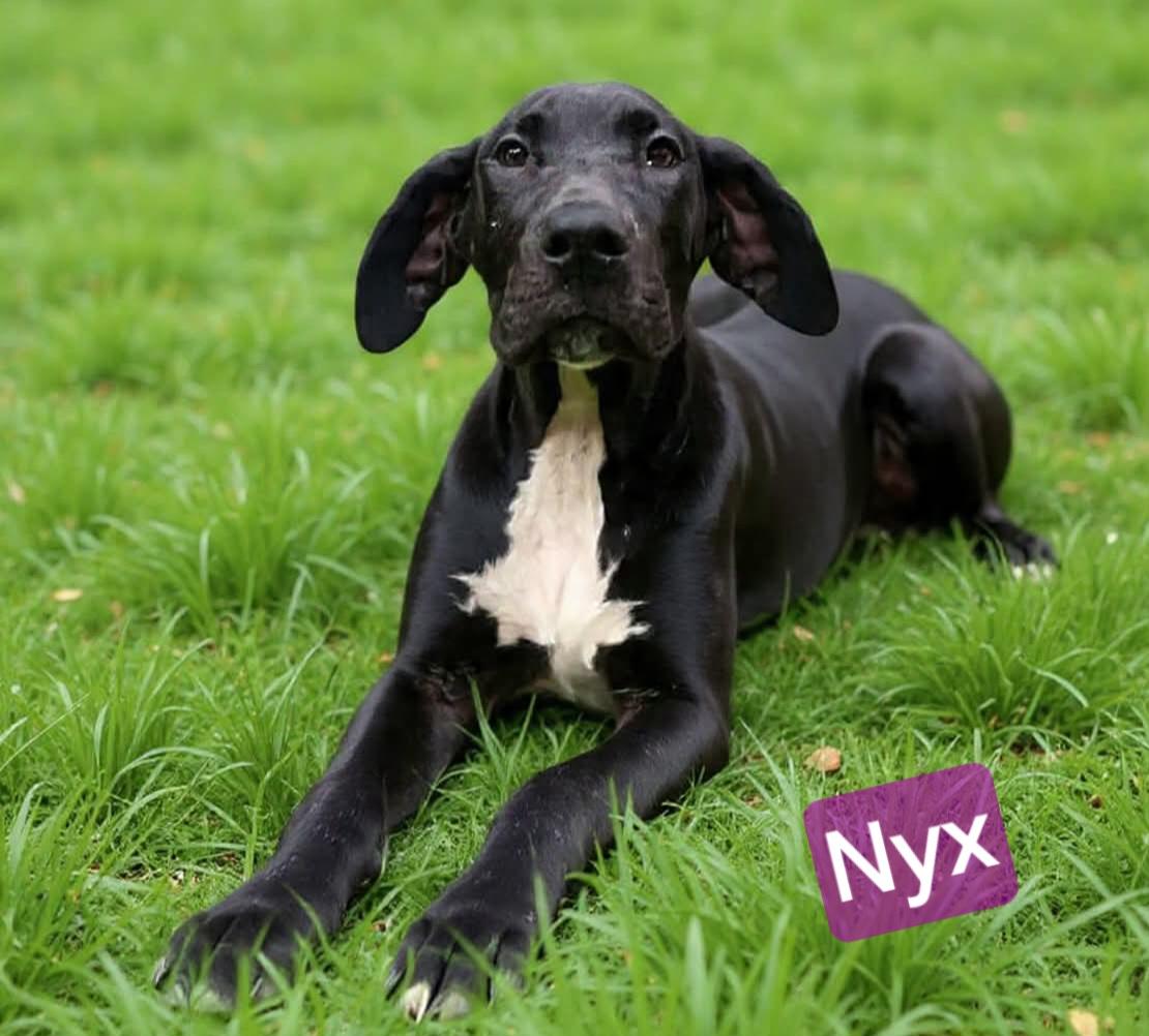 Nyx, an adopted Great Dane in Wheelersburg, OH image 2/2