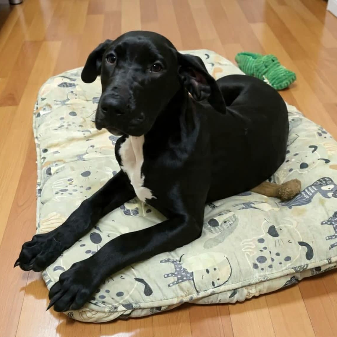 Nyx, an adopted Great Dane in Wheelersburg, OH image 1/2