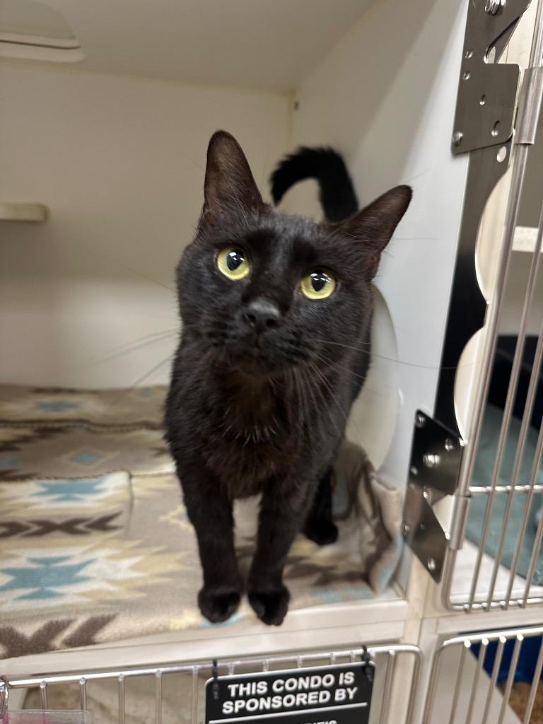 Enlarge Luci (Forest), a Adoptable mixed breed in Johnson City, TN image 1/1