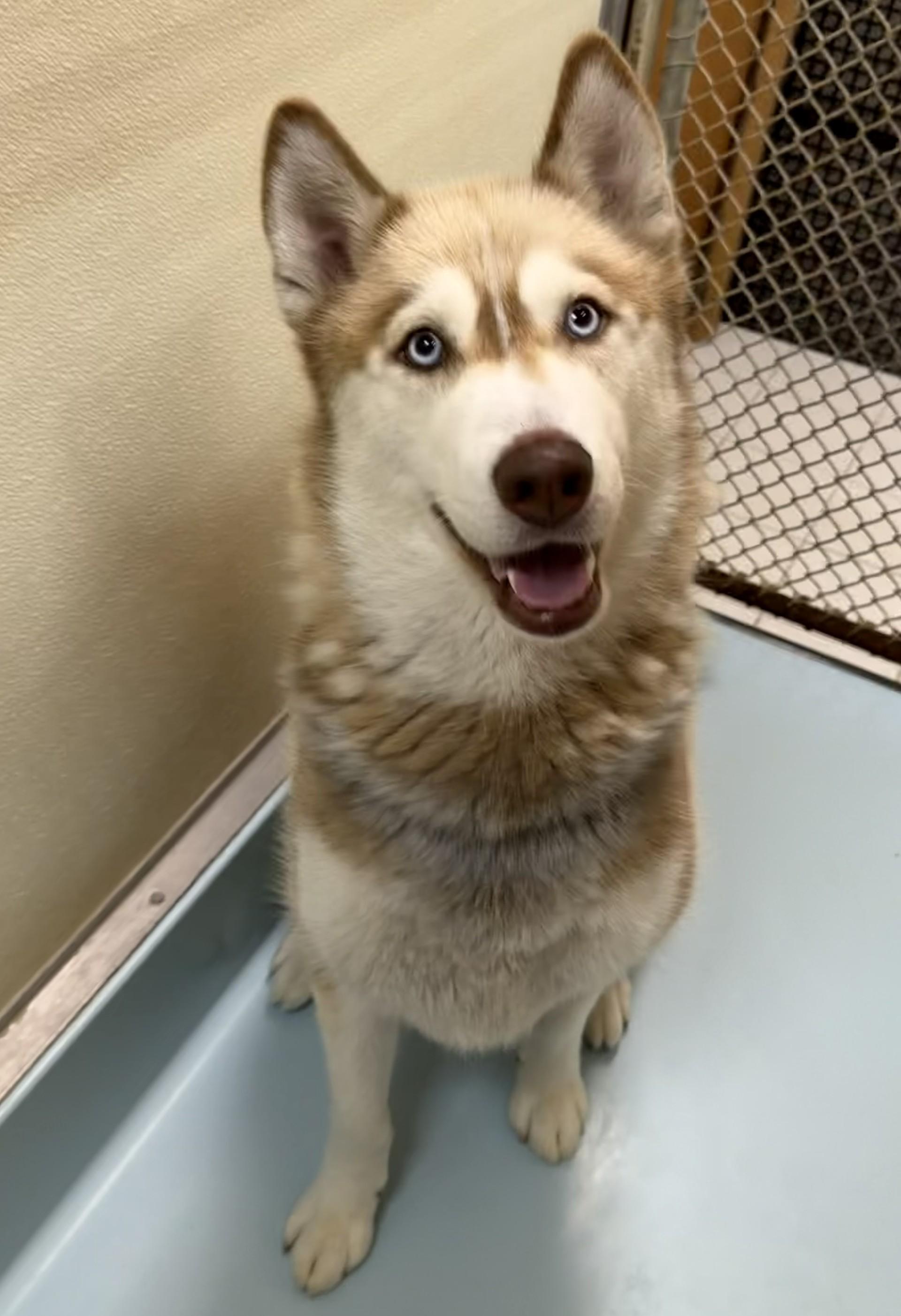 Hope, an adopted Siberian Husky in Upper Sandusky, OH image 2/3