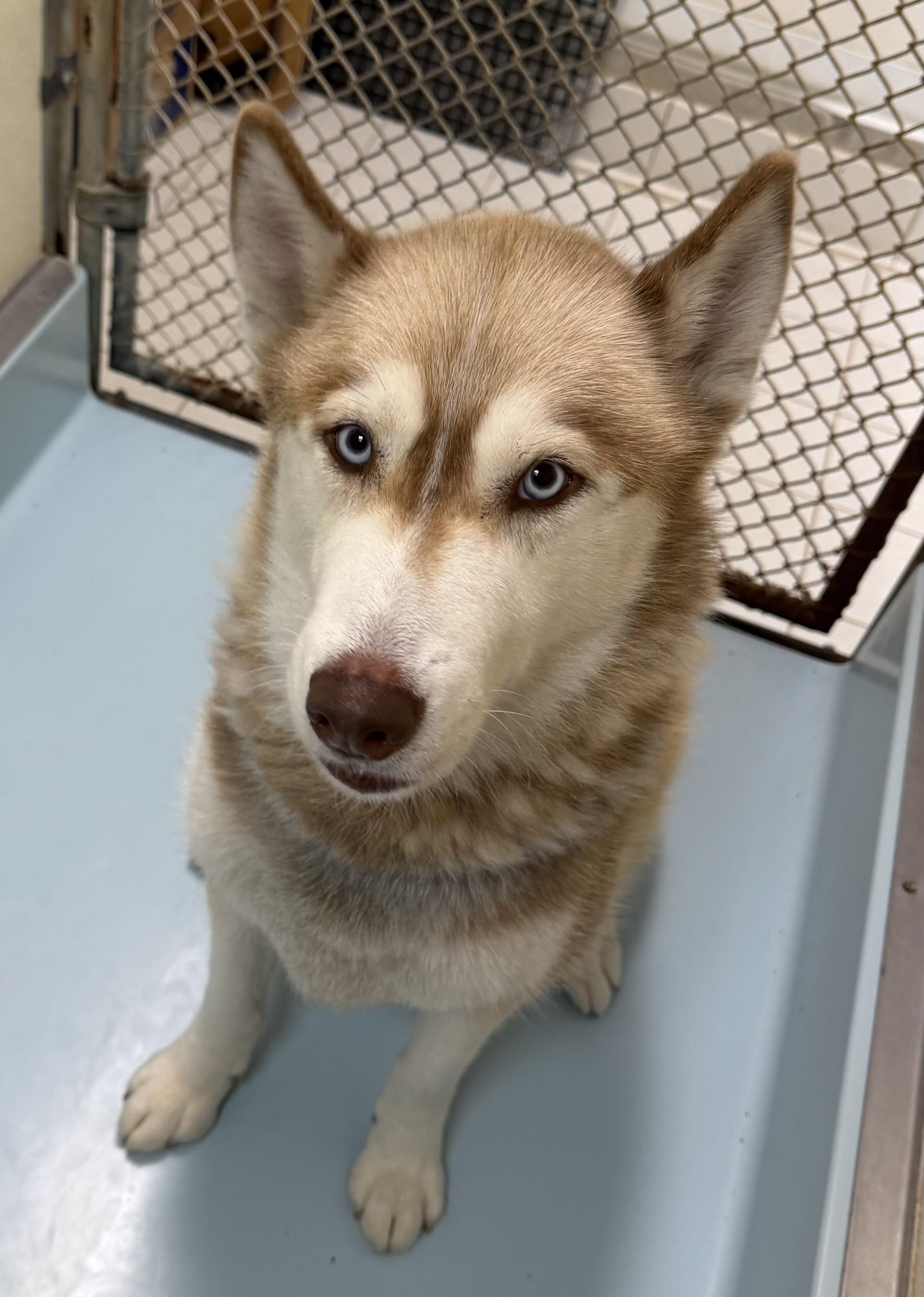 Hope, an adopted Siberian Husky in Upper Sandusky, OH image 3/3