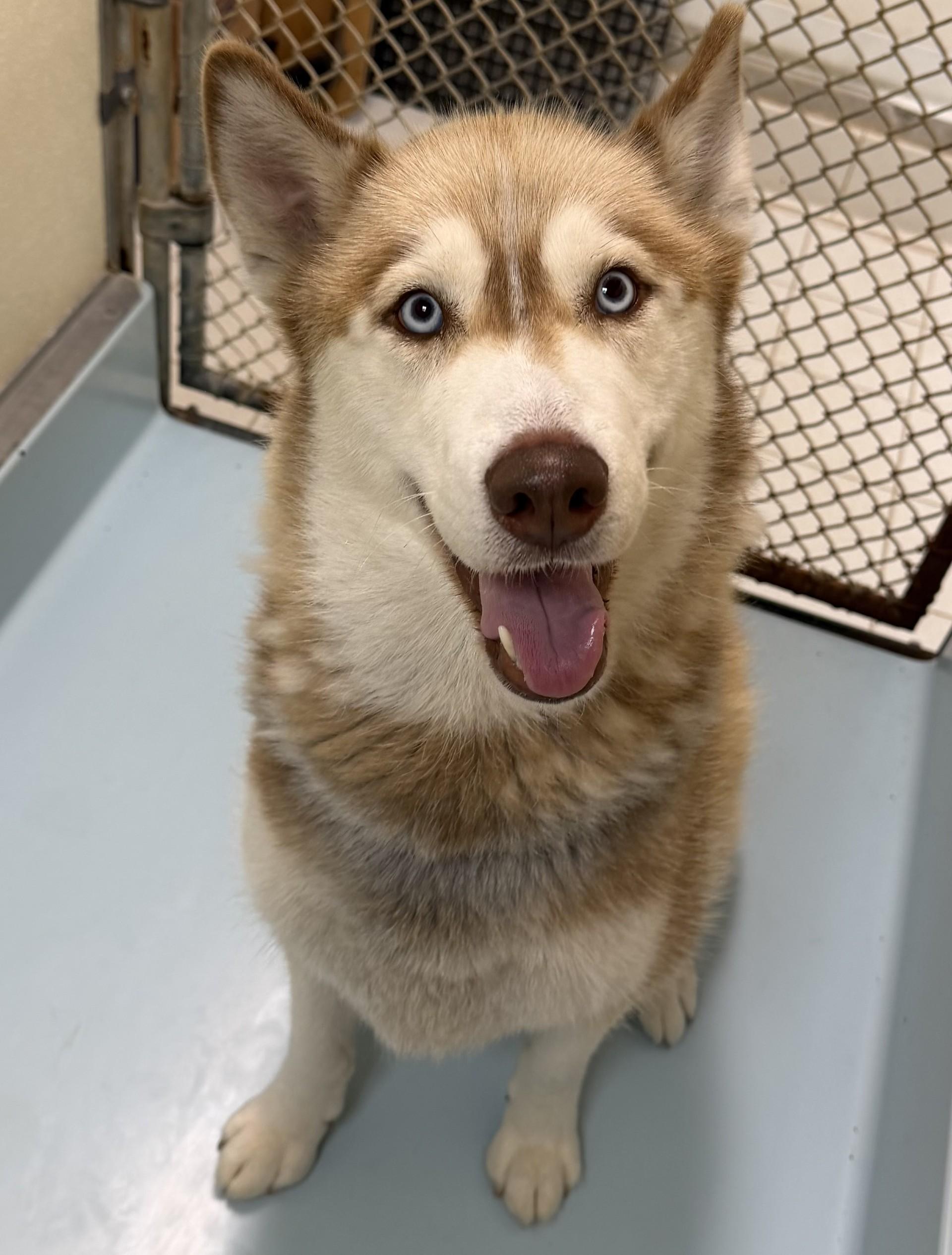 Hope, adopted, Adult Female Siberian Husky.
