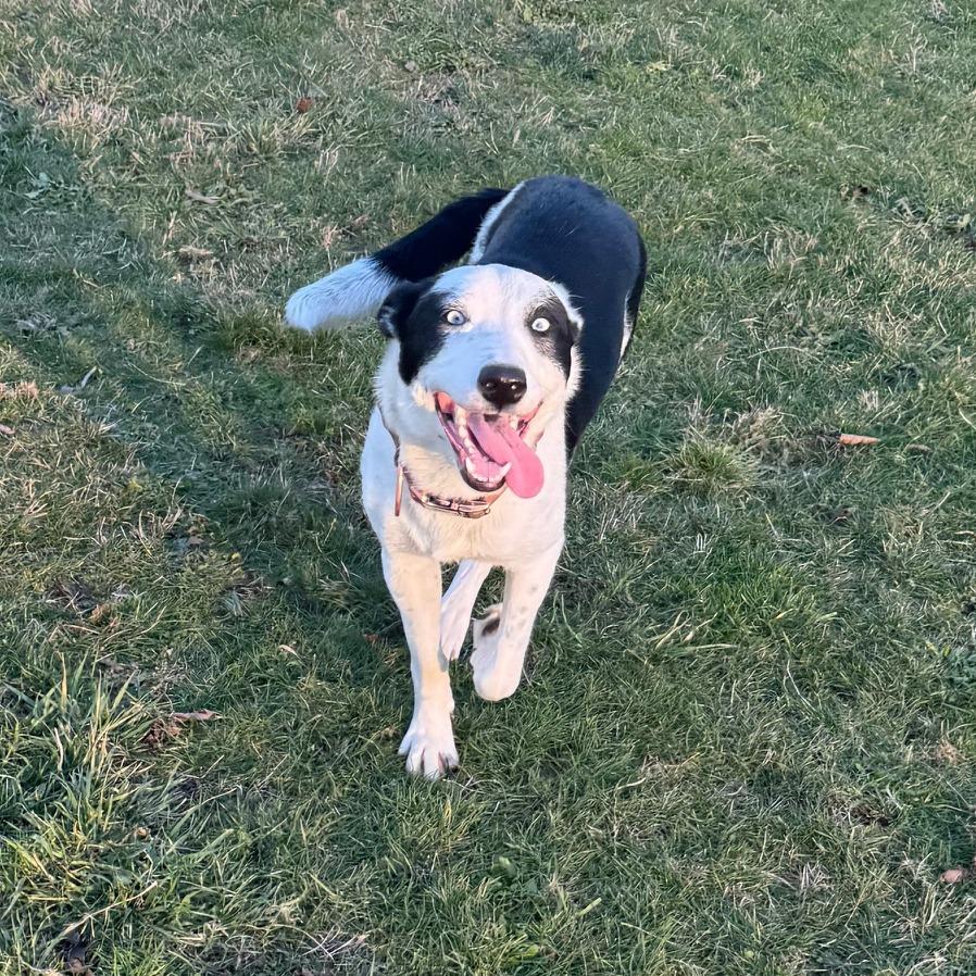 Kidda, a Adoptable mixed breed in Bend, OR image 1/6