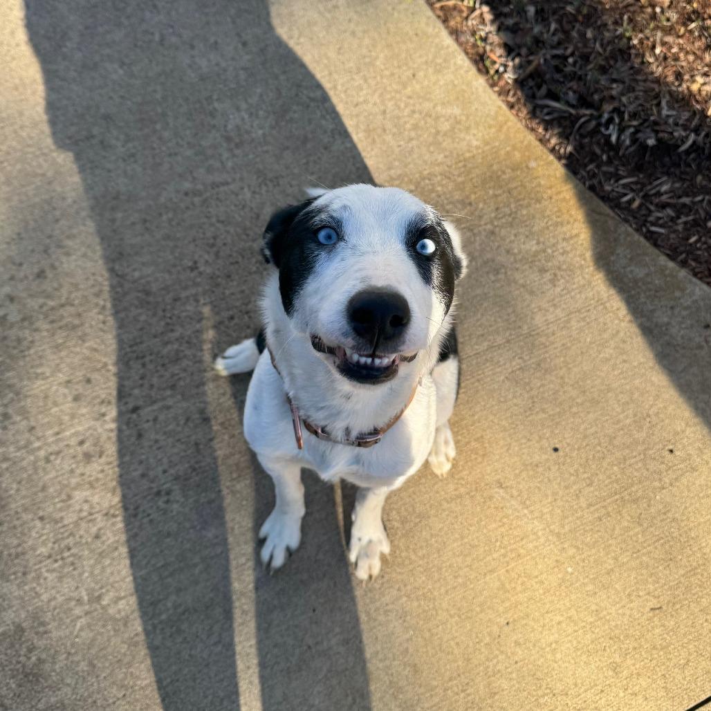 Kidda, Adoptable, Adult Female Australian Cattle Dog / Blue Heeler & Husky.