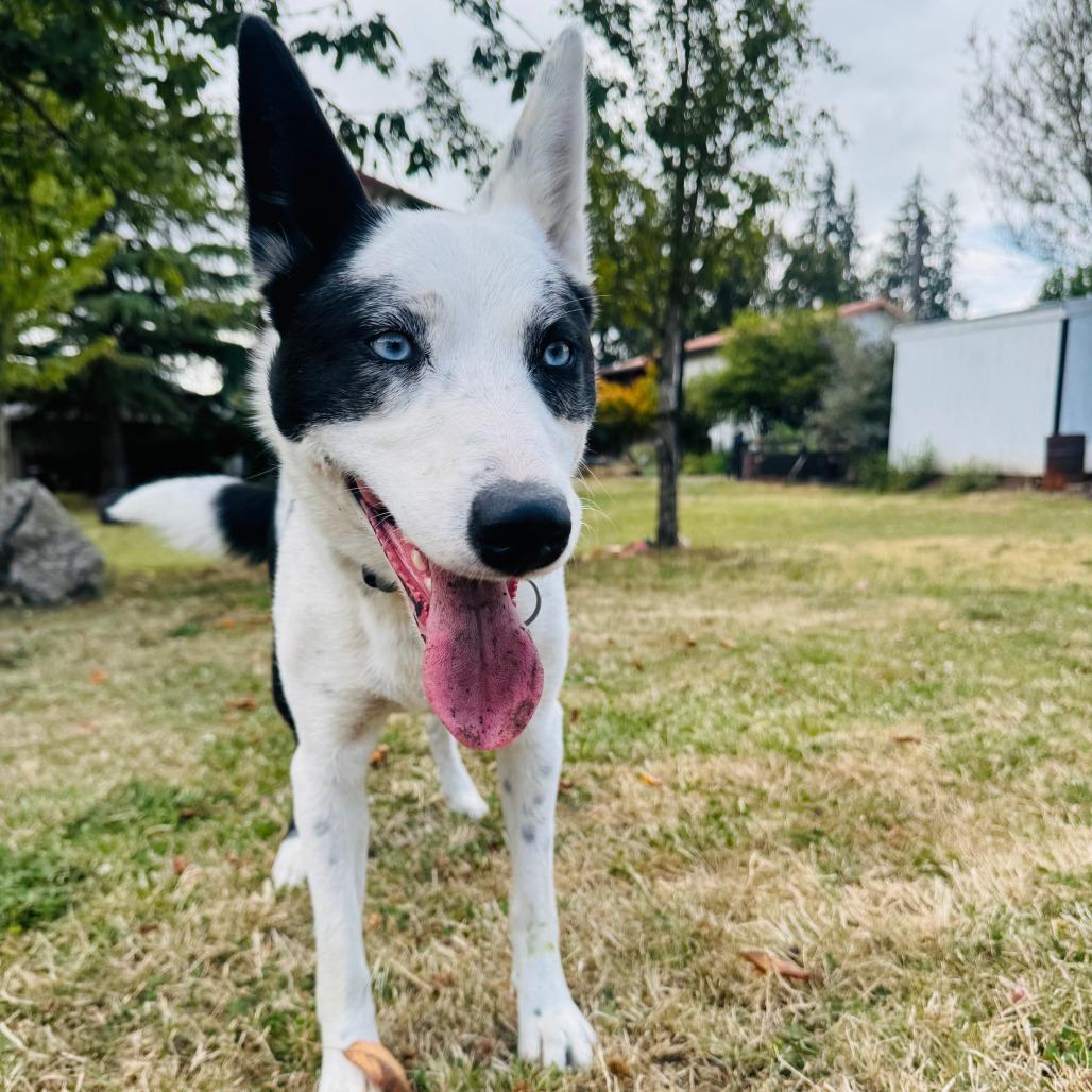 Kidda, a Adoptable mixed breed in Bend, OR image 2/6