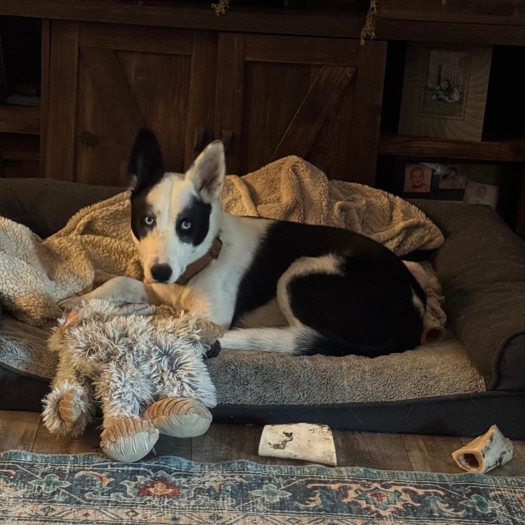 Kidda, a Adoptable mixed breed in Bend, OR image 3/6