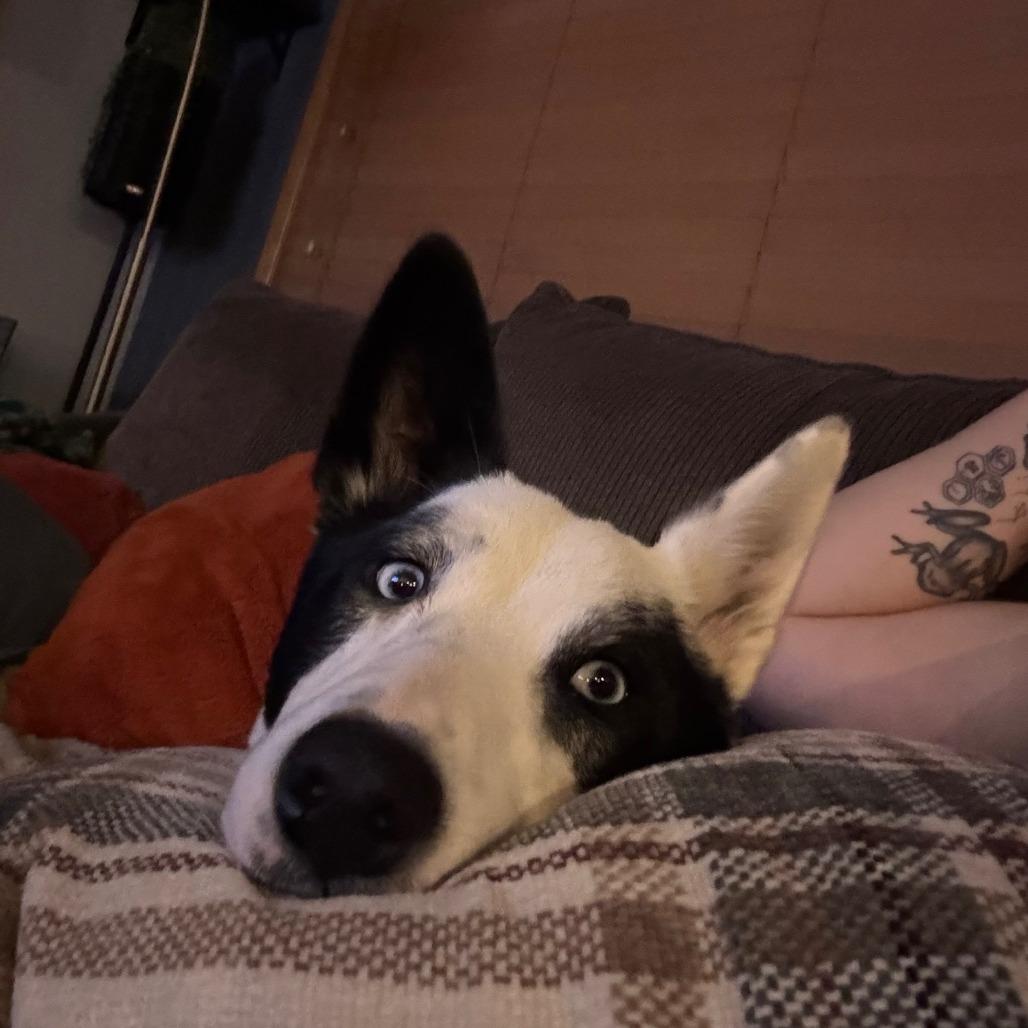 Kidda, a Adoptable mixed breed in Bend, OR image 4/6