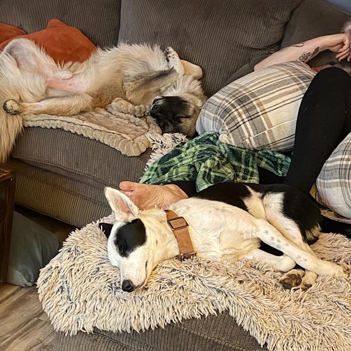 Kidda, a Adoptable mixed breed in Bend, OR image 5/6