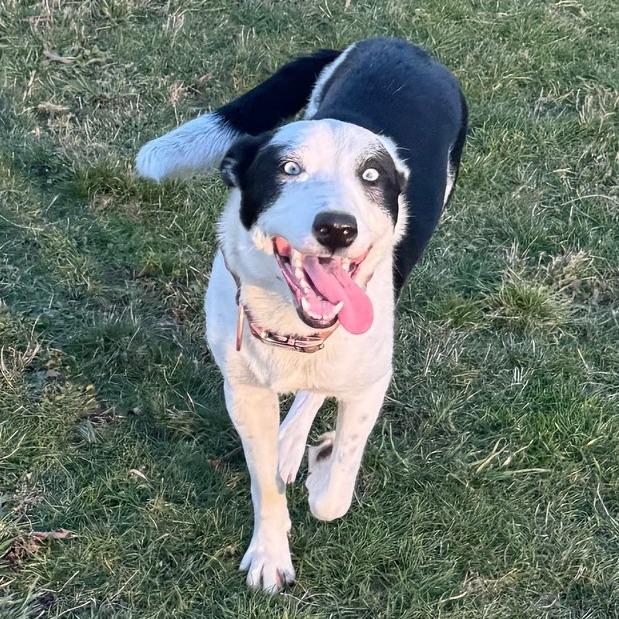 Kidda, a Adoptable mixed breed in Bend, OR image 6/6