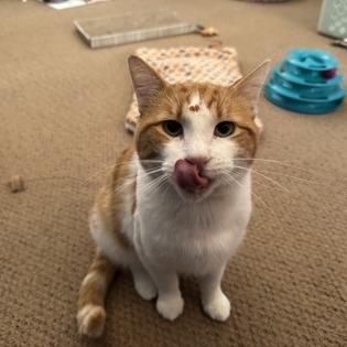 Breadstick, Adoptable, Adult Male Domestic Short Hair.