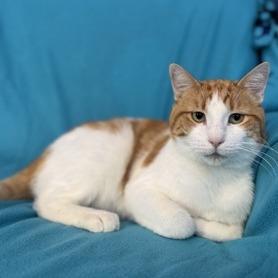 Enlarge Breadstick, a Adoptable mixed breed in Indianapolis, IN image 2/2