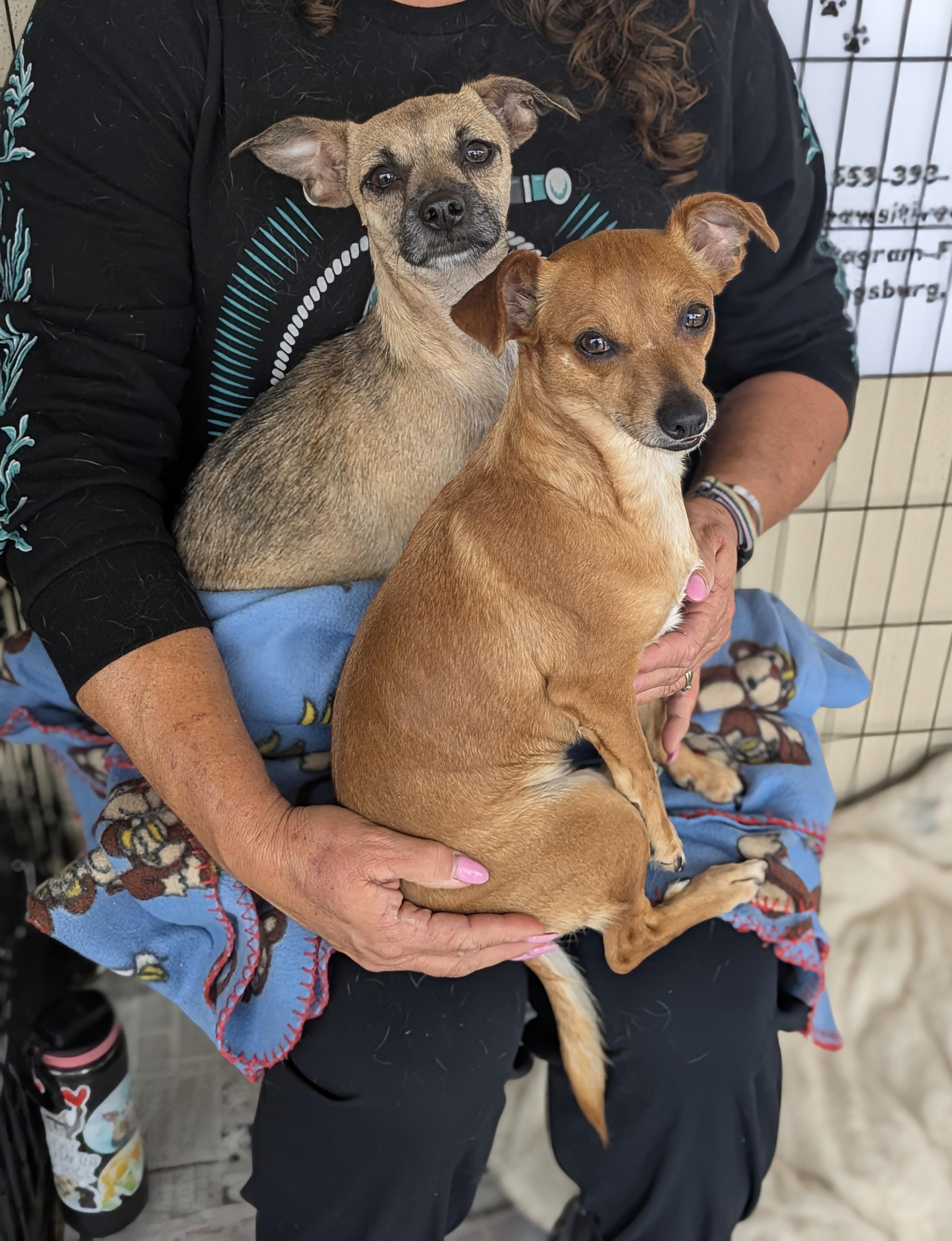 Gabbs, ADOPTABLE, Adult Female Chihuahua.