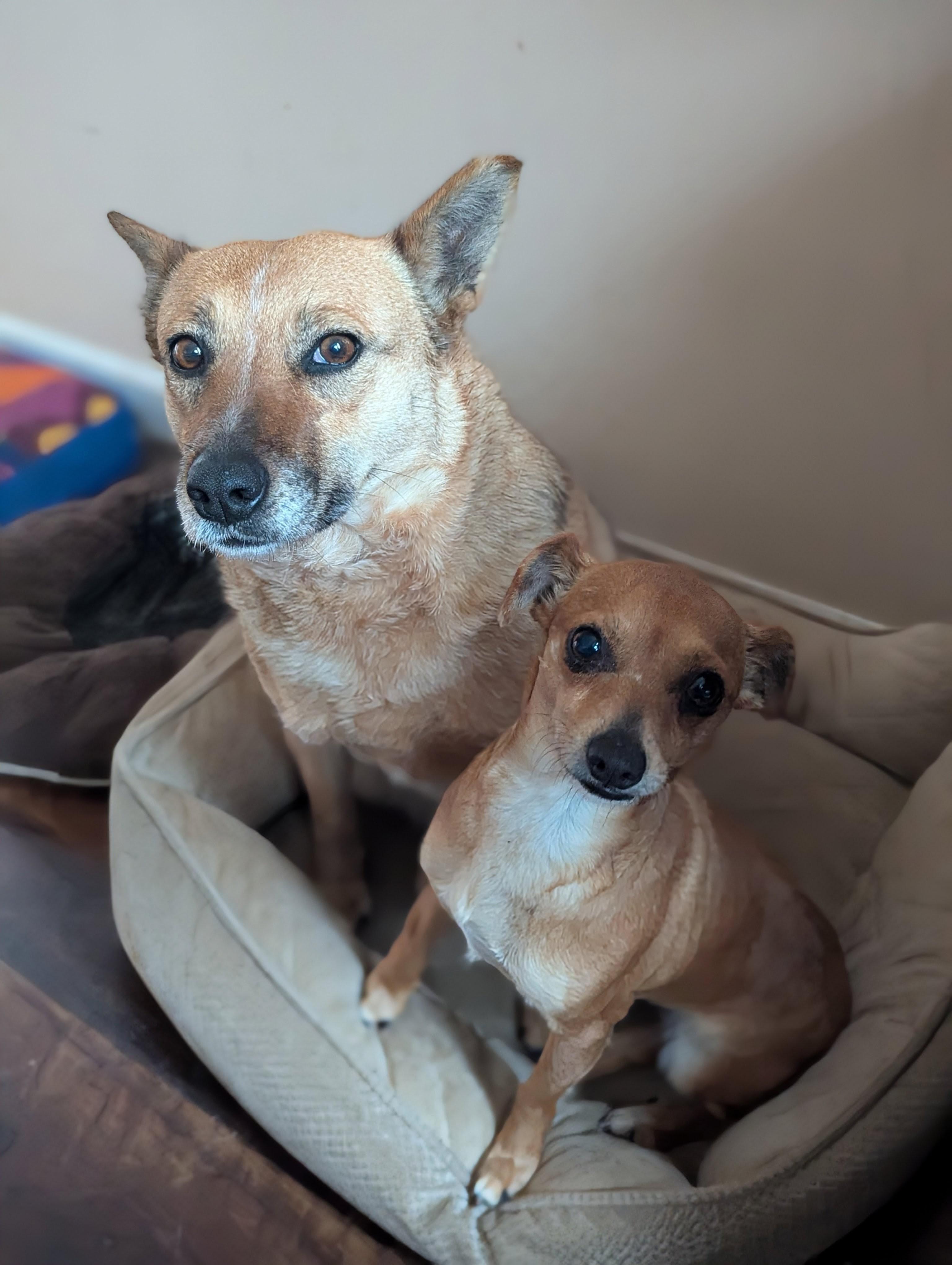 Gabbs, ADOPTABLE, Adult Female Chihuahua.