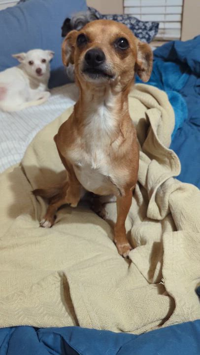 Enlarge Gabbs, a ADOPTABLE mixed breed in San Jose, CA video 2/2