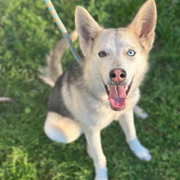 Zoey Husky Dog
