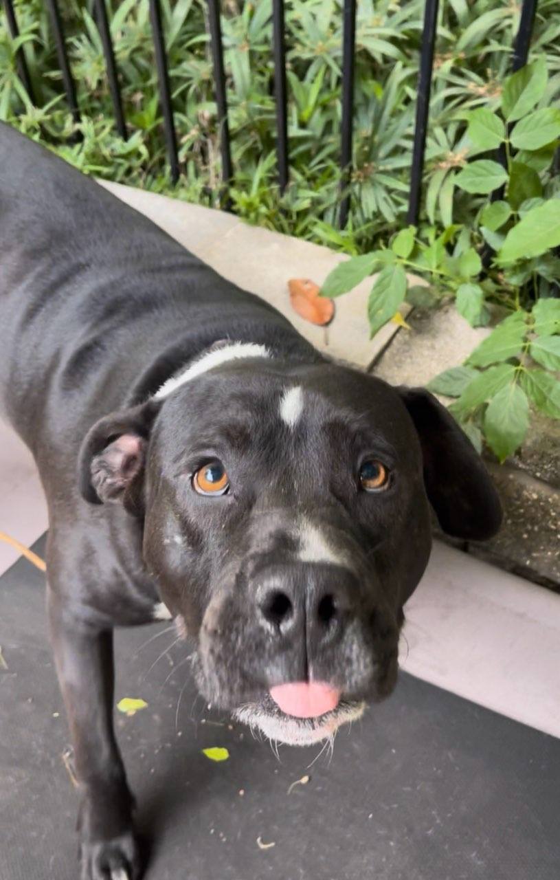 BEAUTIFUL, SWEET CLYDE!!!!!, an adoptable Pit Bull Terrier, American Bulldog in Cantonment, FL, 32533 | Photo Image 2