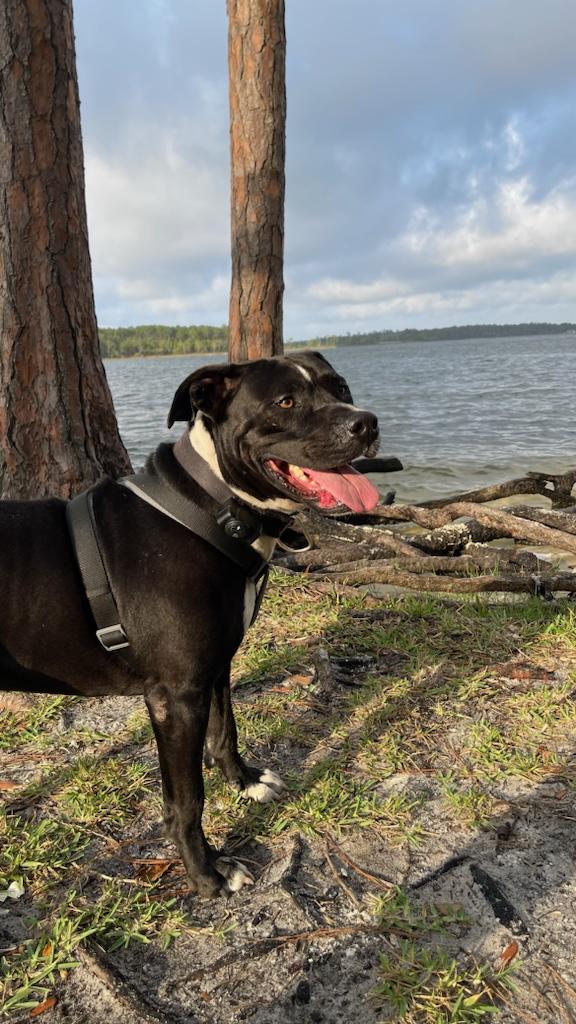BEAUTIFUL, SWEET CLYDE!!!!!, an adoptable Pit Bull Terrier, American Bulldog in Cantonment, FL, 32533 | Photo Image 3
