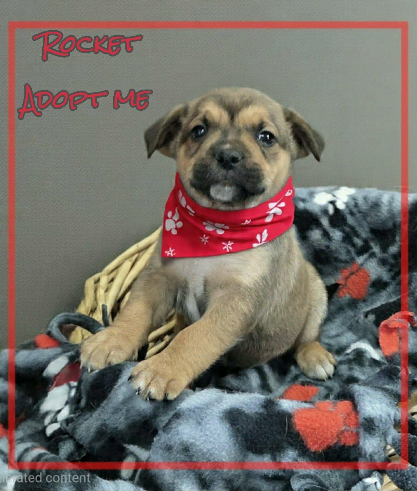 Enlarge Rocket, a ADOPTABLE mixed breed in Grove, OK image 3/4