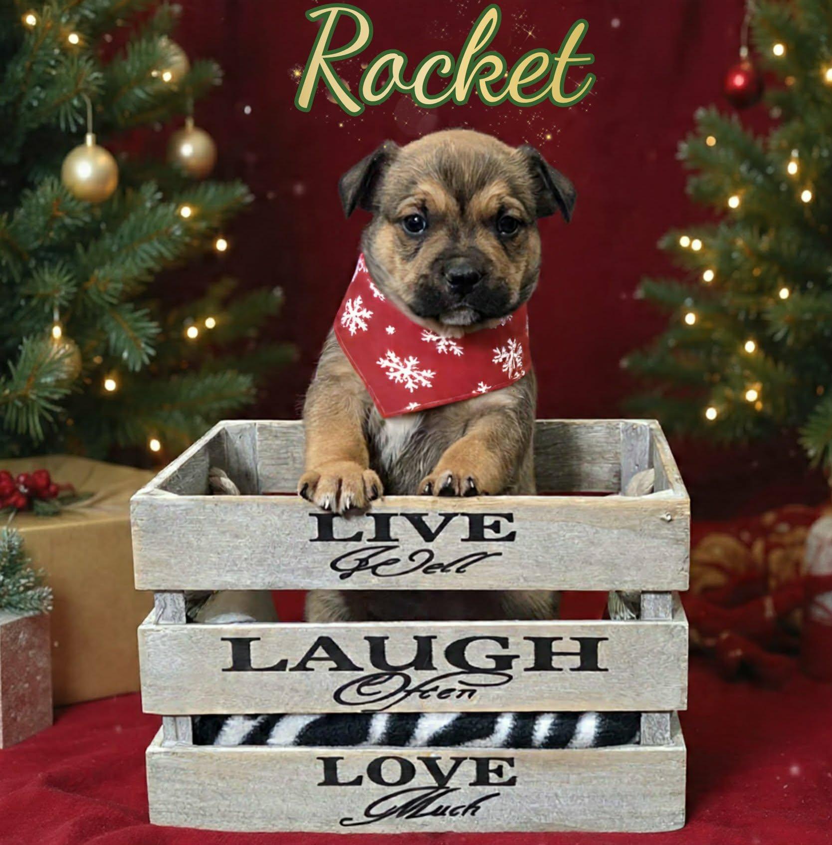 Enlarge Rocket, a ADOPTABLE mixed breed in Grove, OK image 1/4