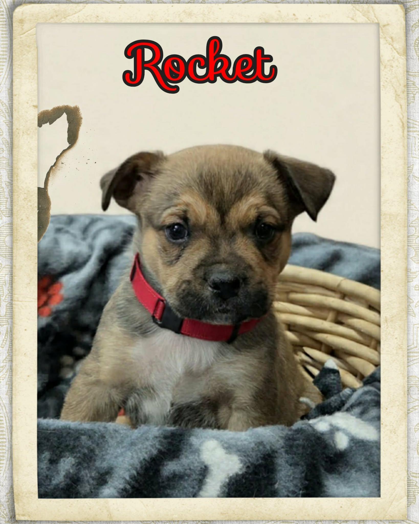 Enlarge Rocket, a ADOPTABLE mixed breed in Grove, OK image 4/4