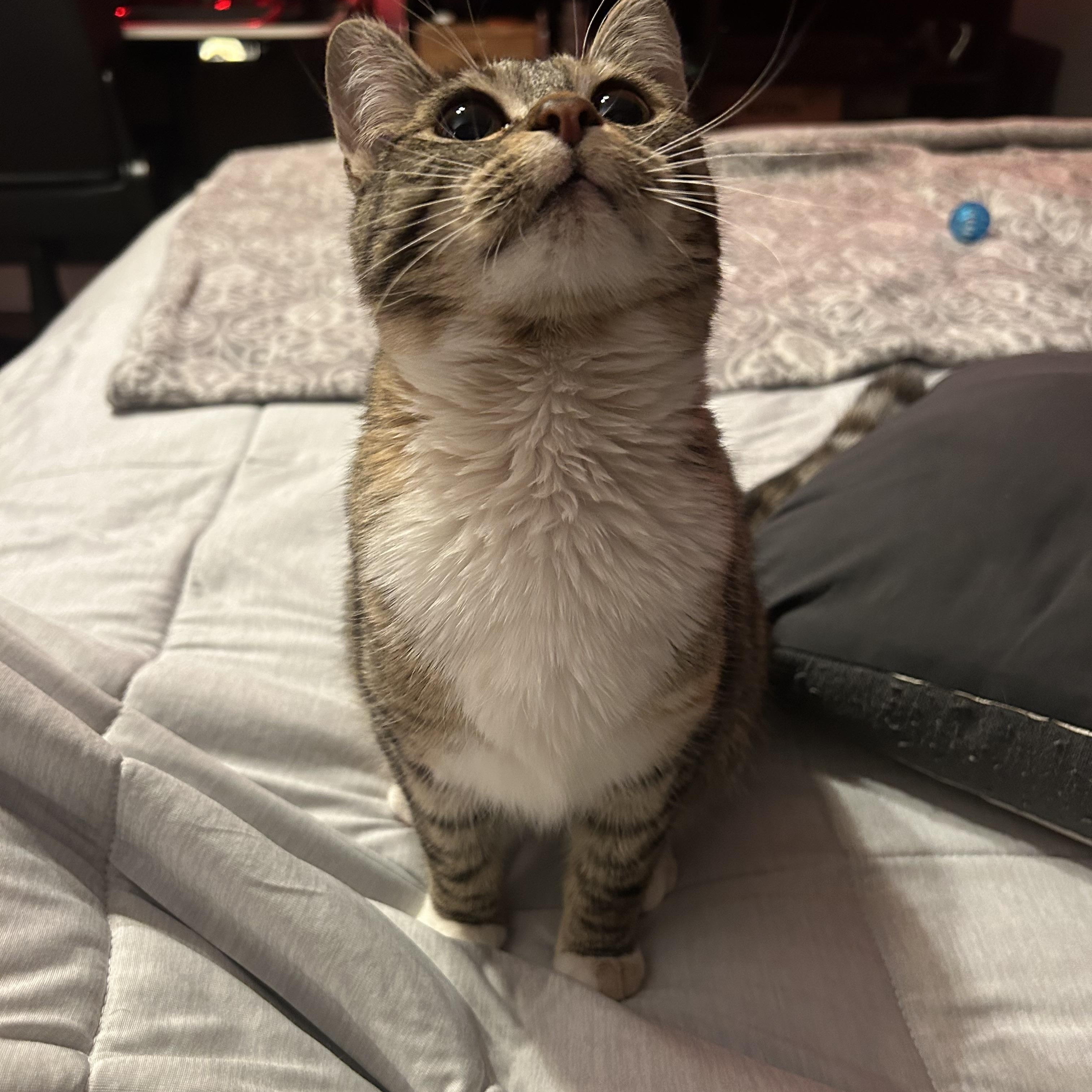 Tally, a ADOPTABLE Domestic Short Hair in Fort Oglethorpe, GA image 6/6