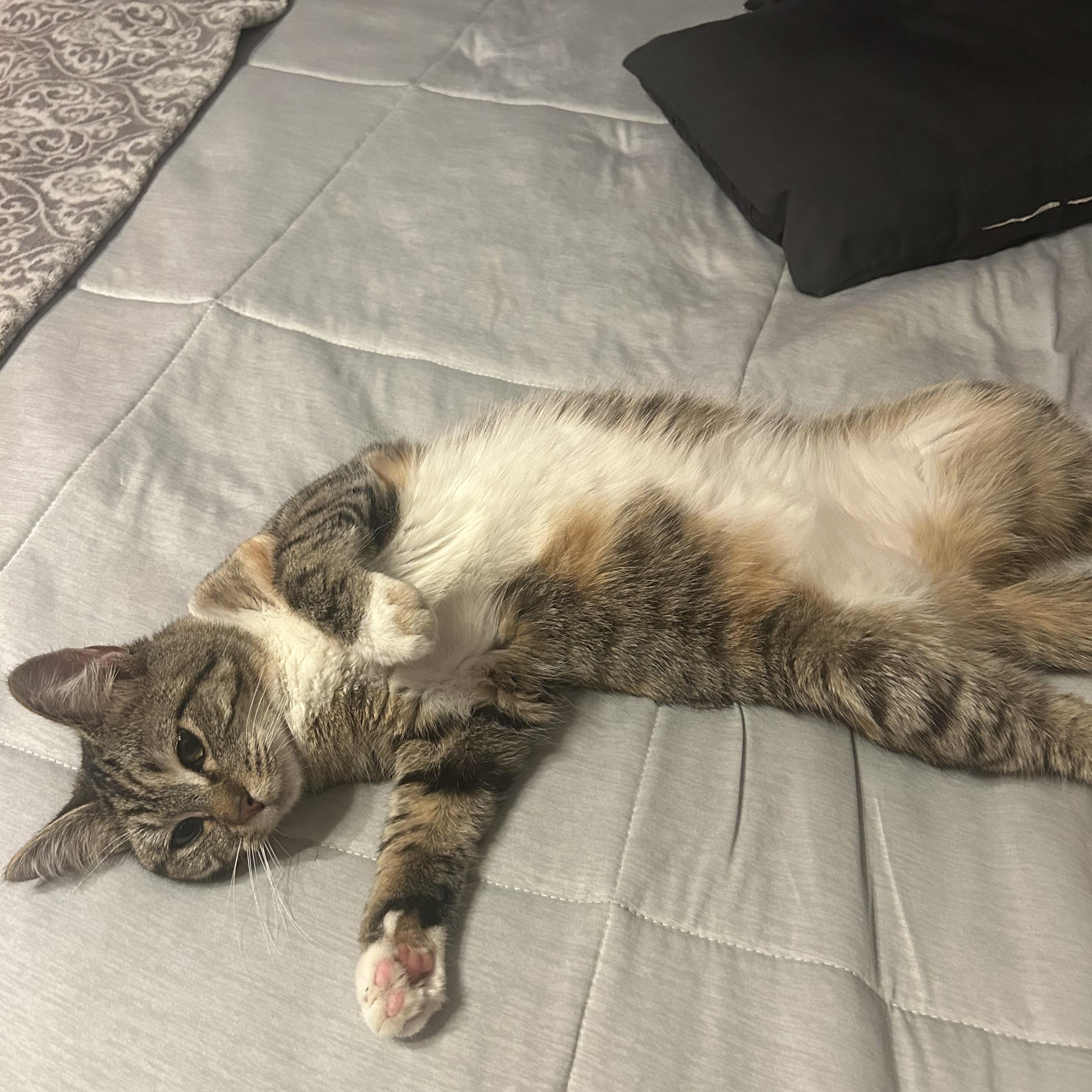 Tally, a ADOPTABLE Domestic Short Hair in Fort Oglethorpe, GA image 4/6