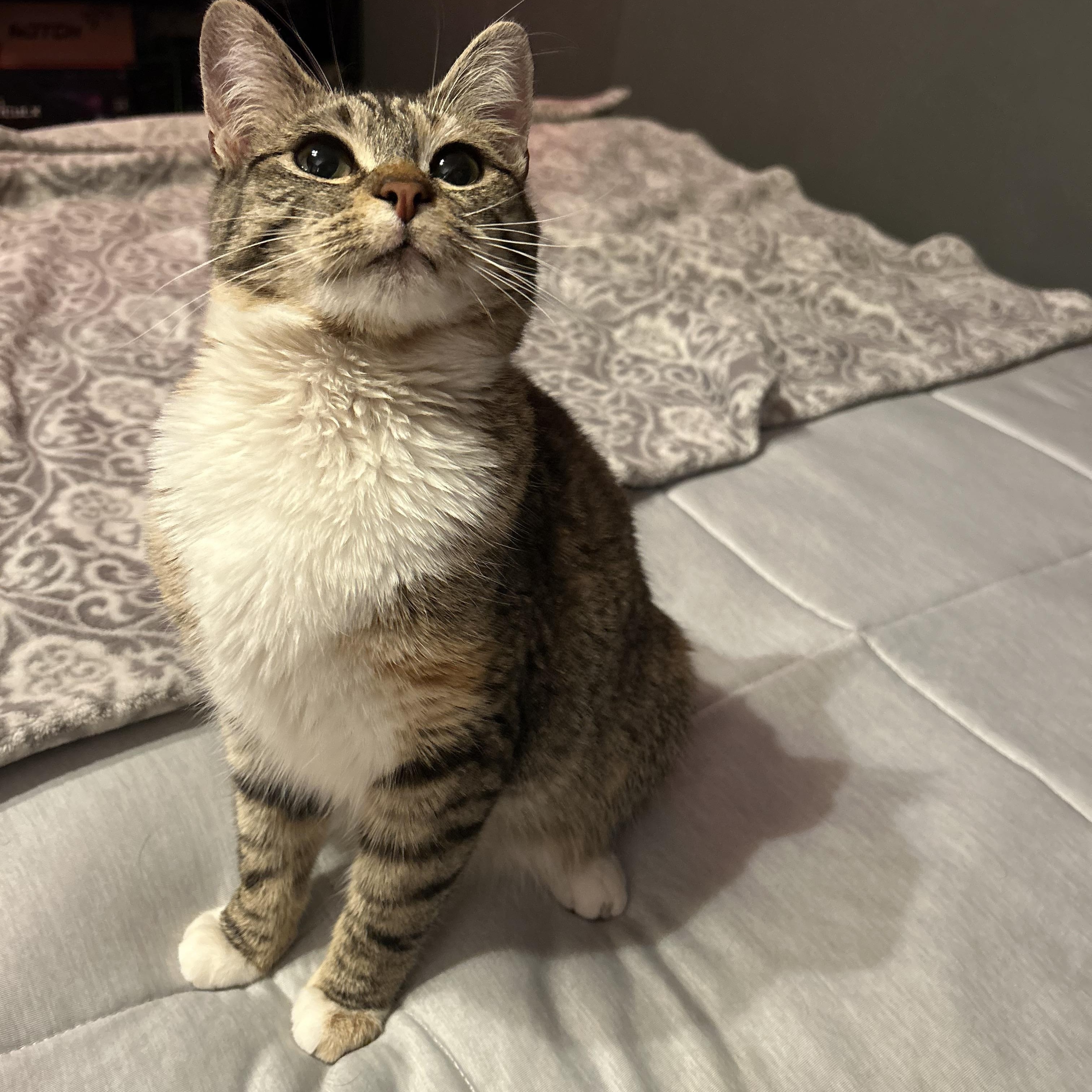 Tally, ADOPTABLE, Young Female Domestic Short Hair.