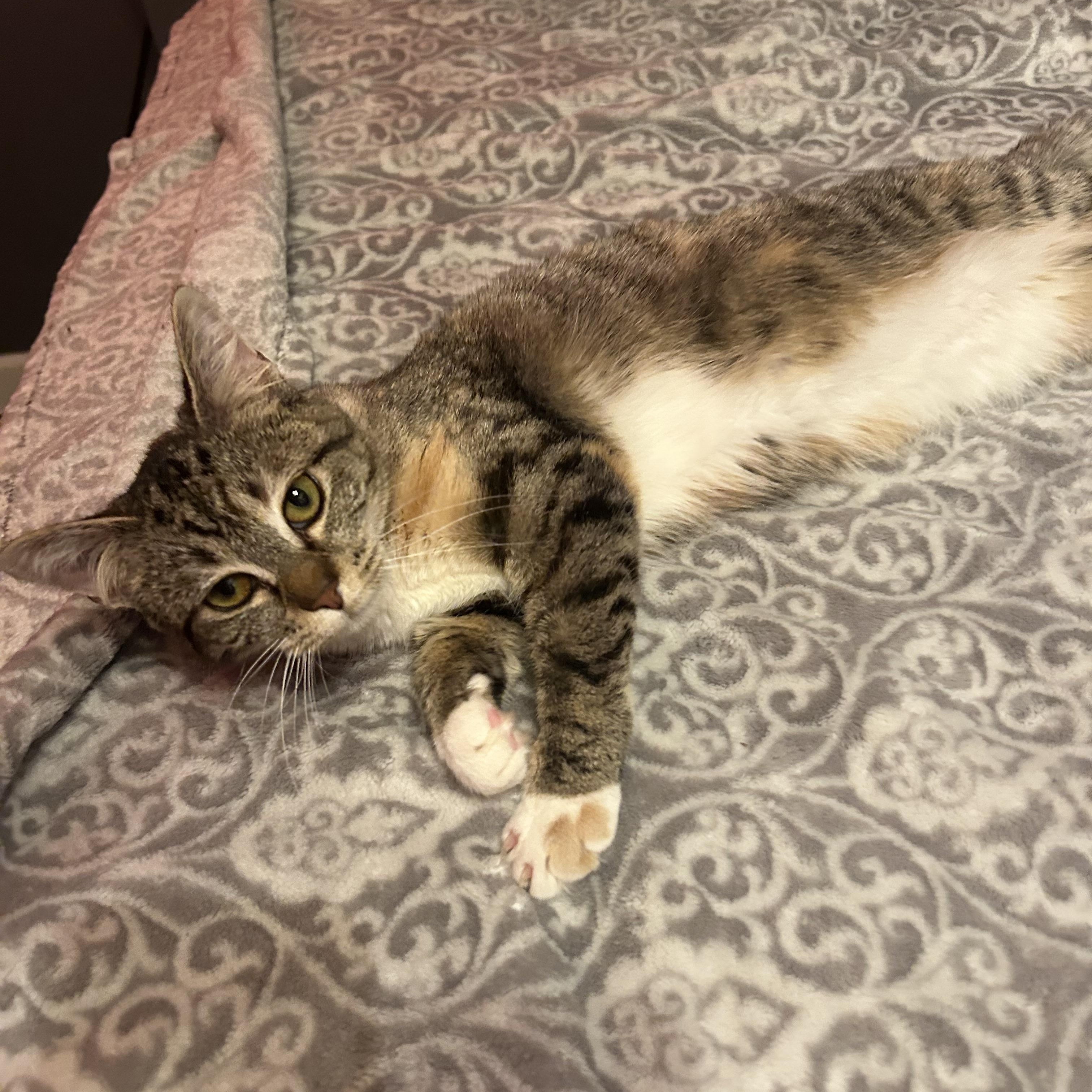 Tally, a ADOPTABLE Domestic Short Hair in Fort Oglethorpe, GA image 5/6