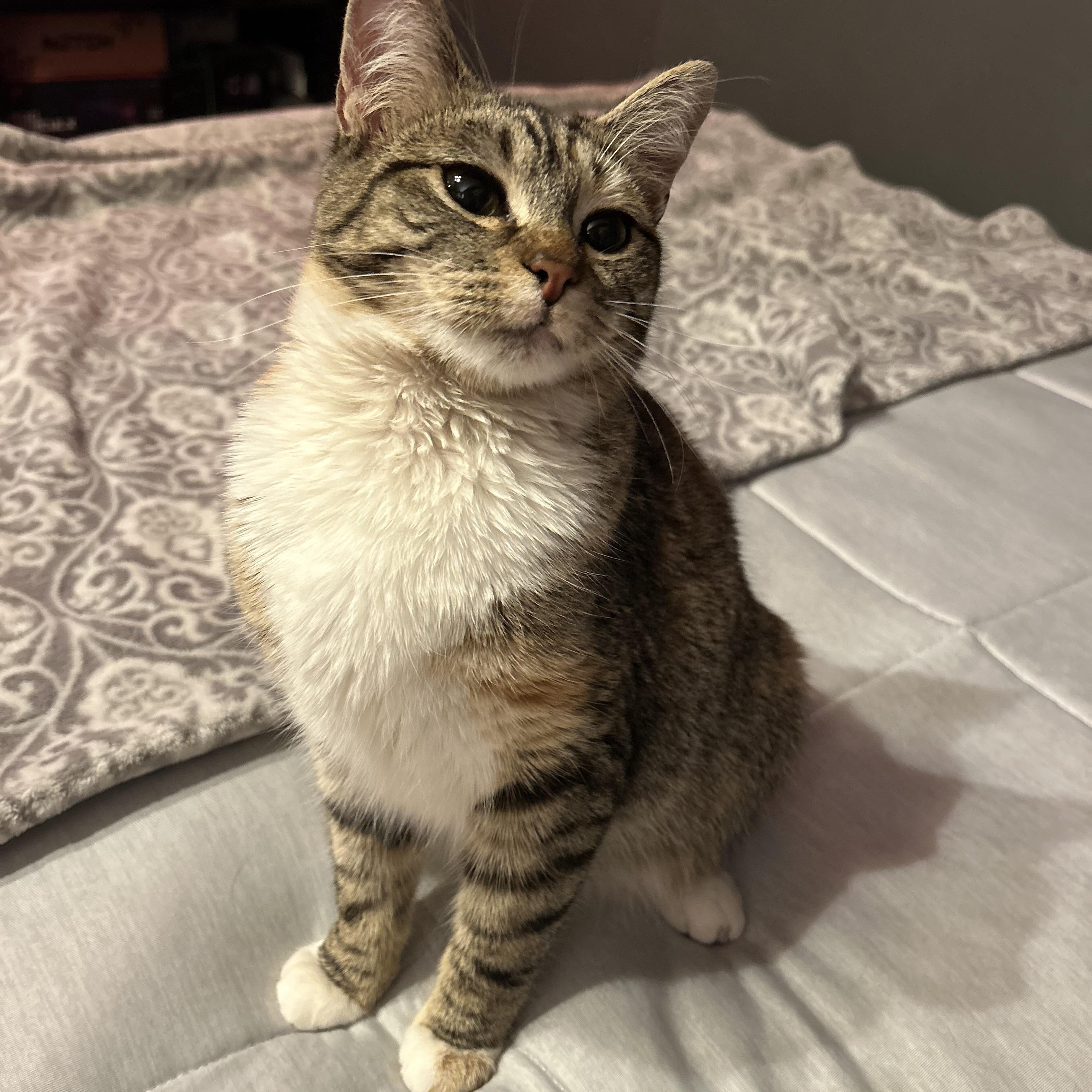 Tally, a ADOPTABLE Domestic Short Hair in Fort Oglethorpe, GA image 3/6