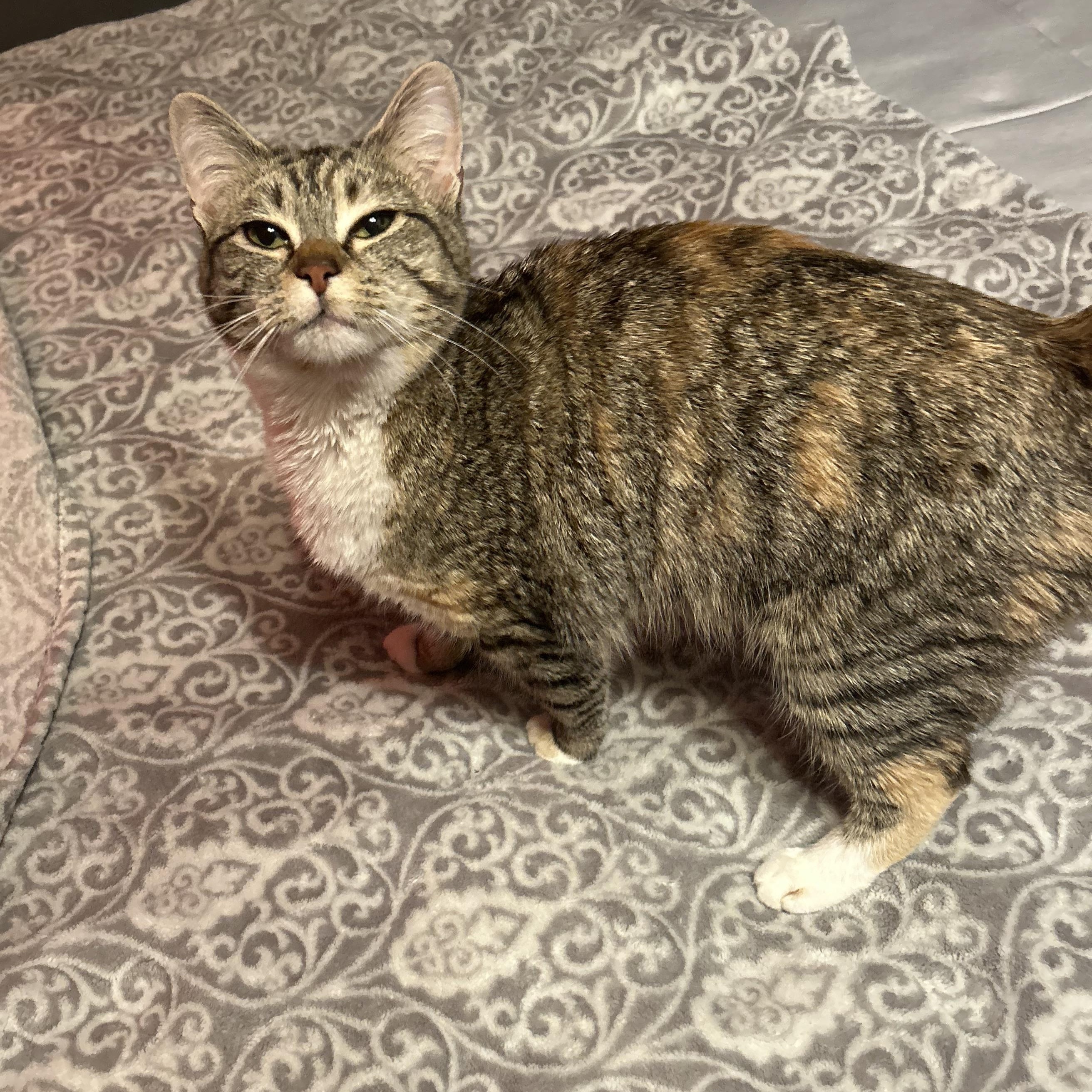 Tally, a ADOPTABLE Domestic Short Hair in Fort Oglethorpe, GA image 2/6