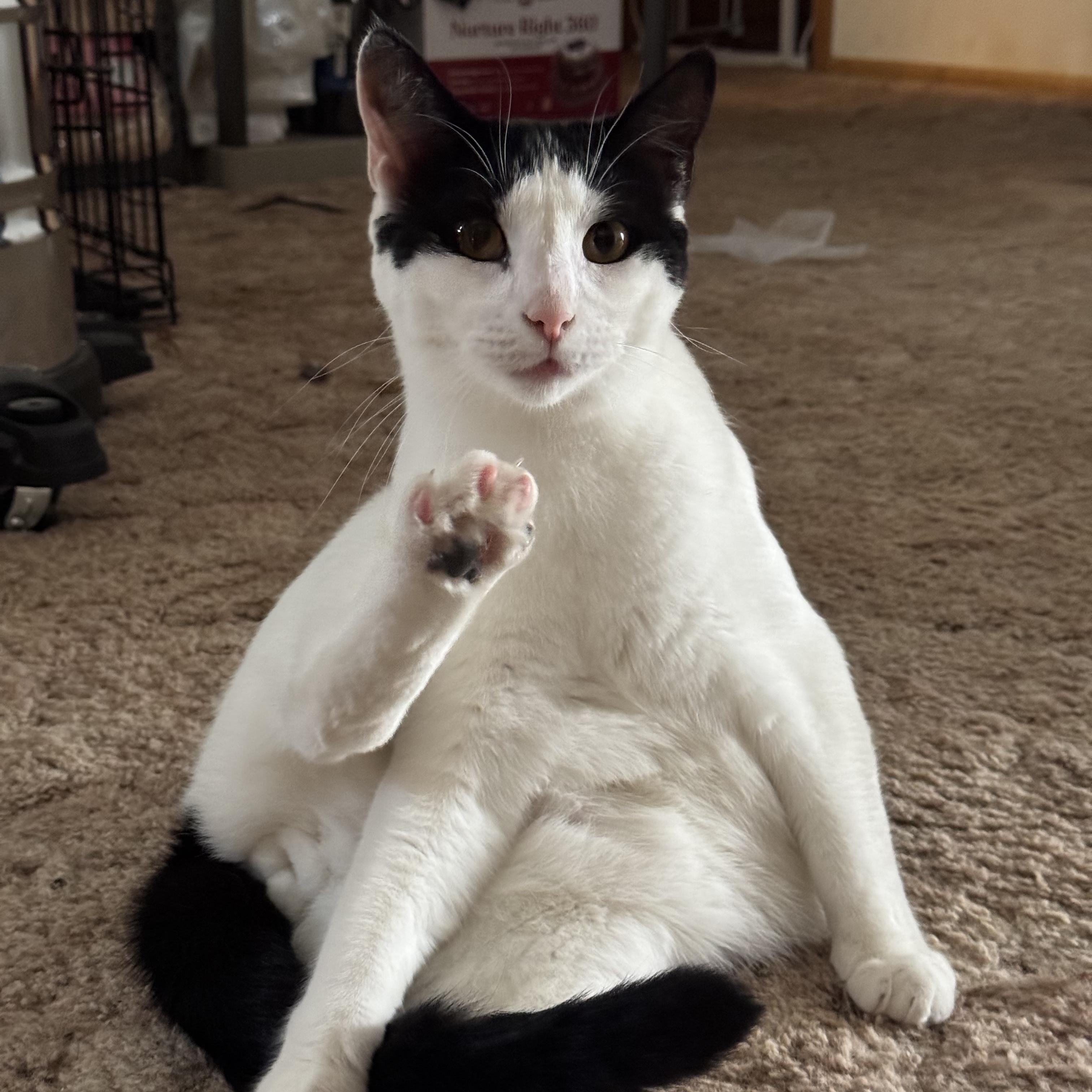 Merlot, an adoptable mixed breed in Ellensburg, WA image 5/6