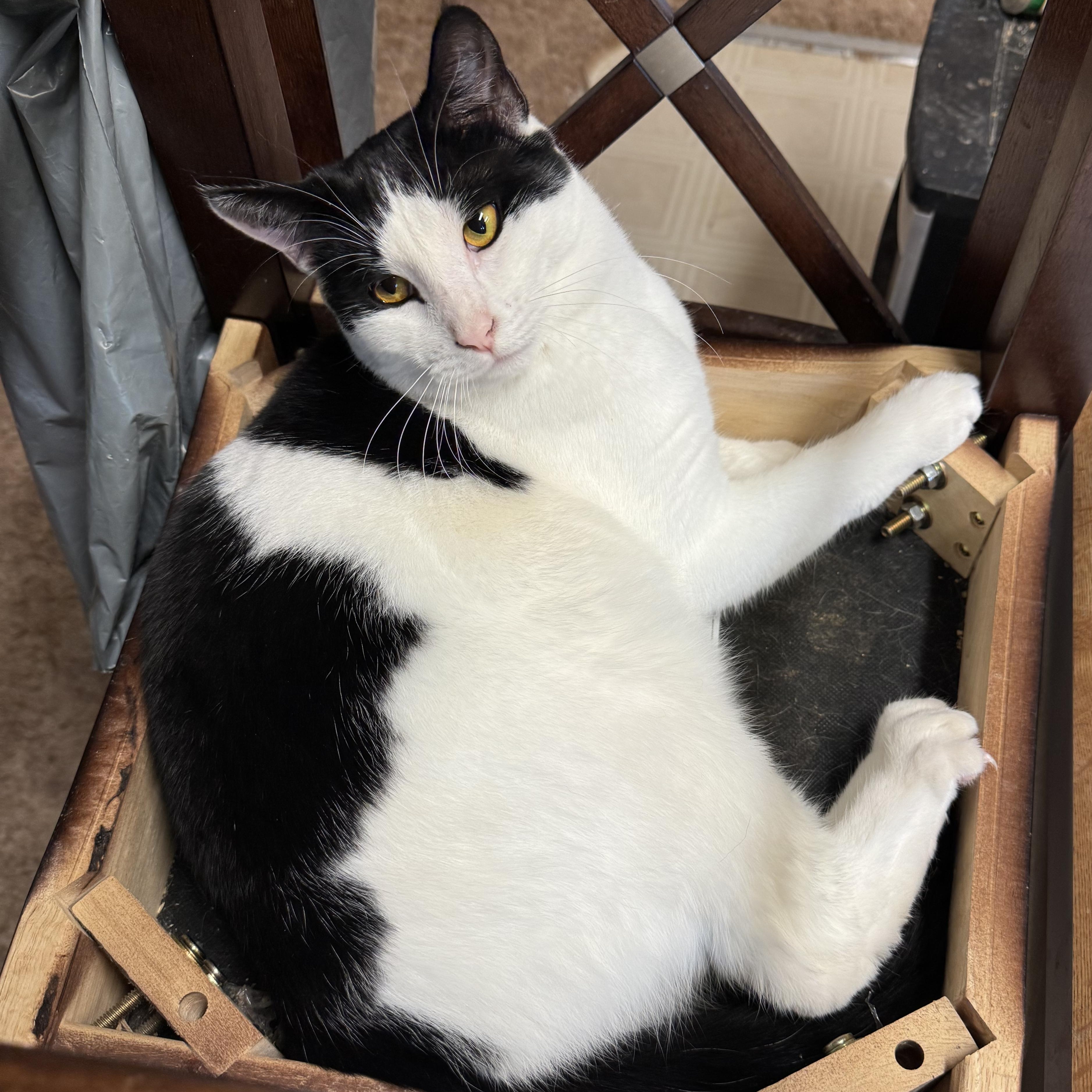 Merlot, an adoptable mixed breed in Ellensburg, WA image 4/6