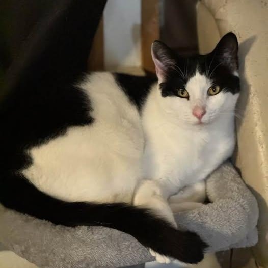 Merlot, an adoptable mixed breed in Ellensburg, WA image 6/6