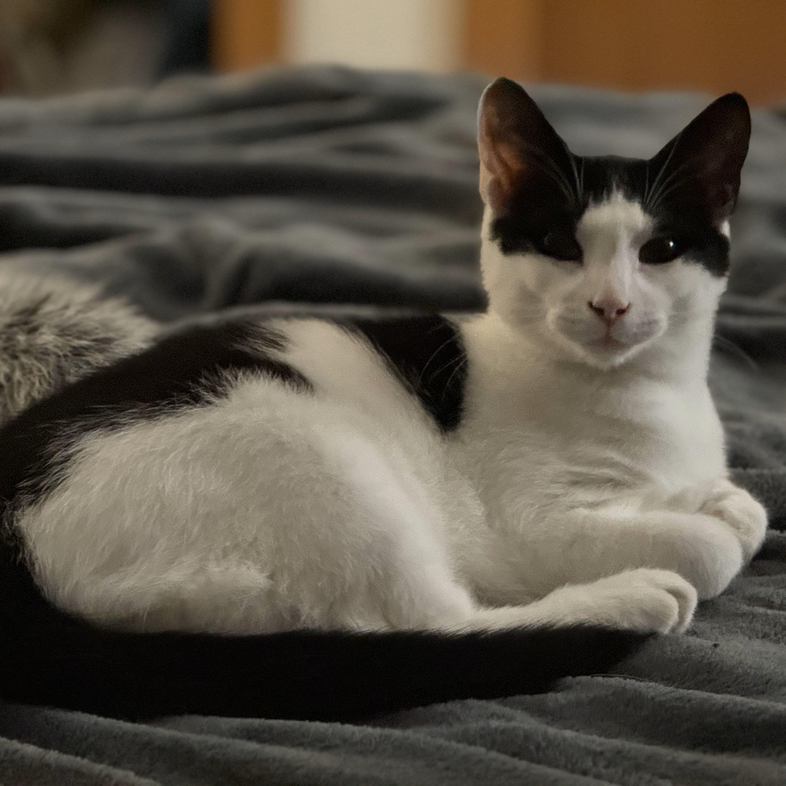 Merlot, adoptable, Young Male Domestic Short Hair.