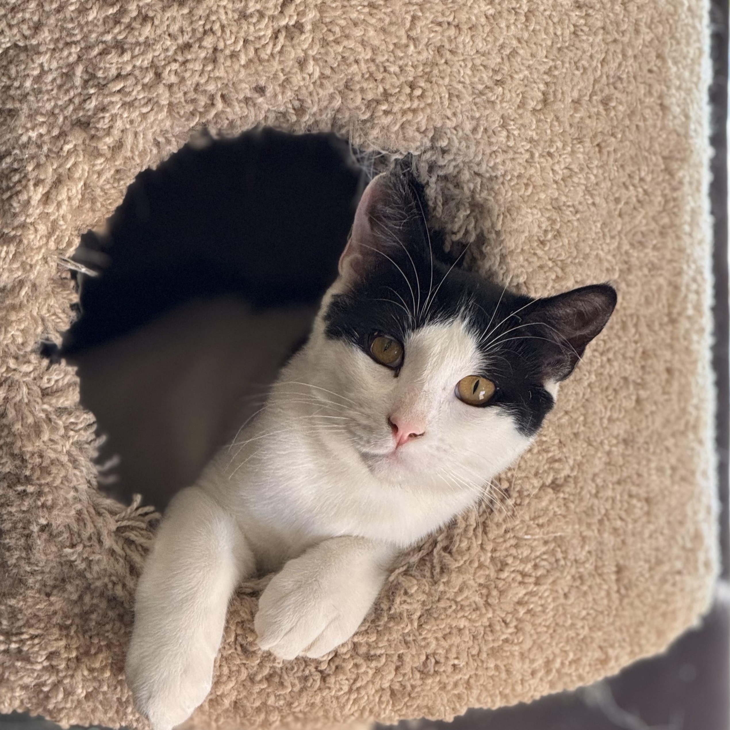 Merlot, an adoptable mixed breed in Ellensburg, WA image 2/6