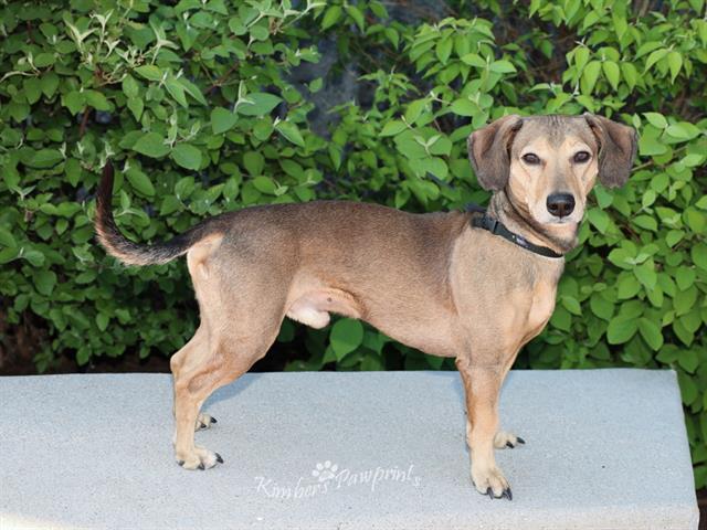 BUBBA J, Adoptable, Young Male Dachshund & Pit Bull Terrier.