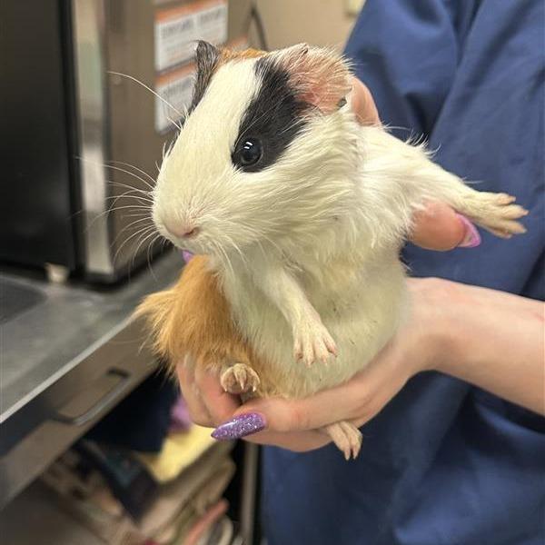 Enlarge Unknown, a Adoptable Guinea Pig in Tacoma, WA image 1/1